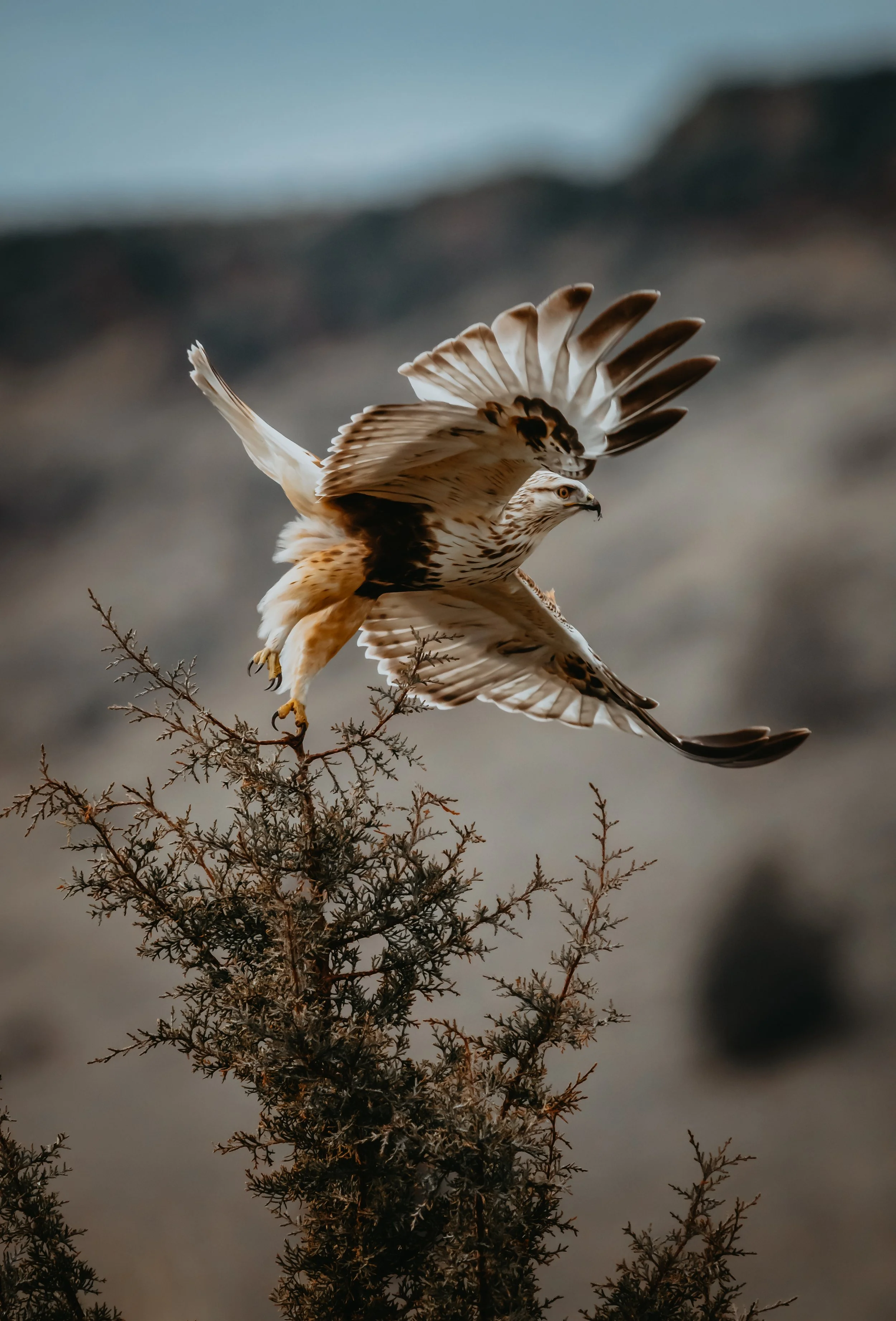 A red tailed hawk perched on a tree branch with its wings spread as it prepares to take off.
