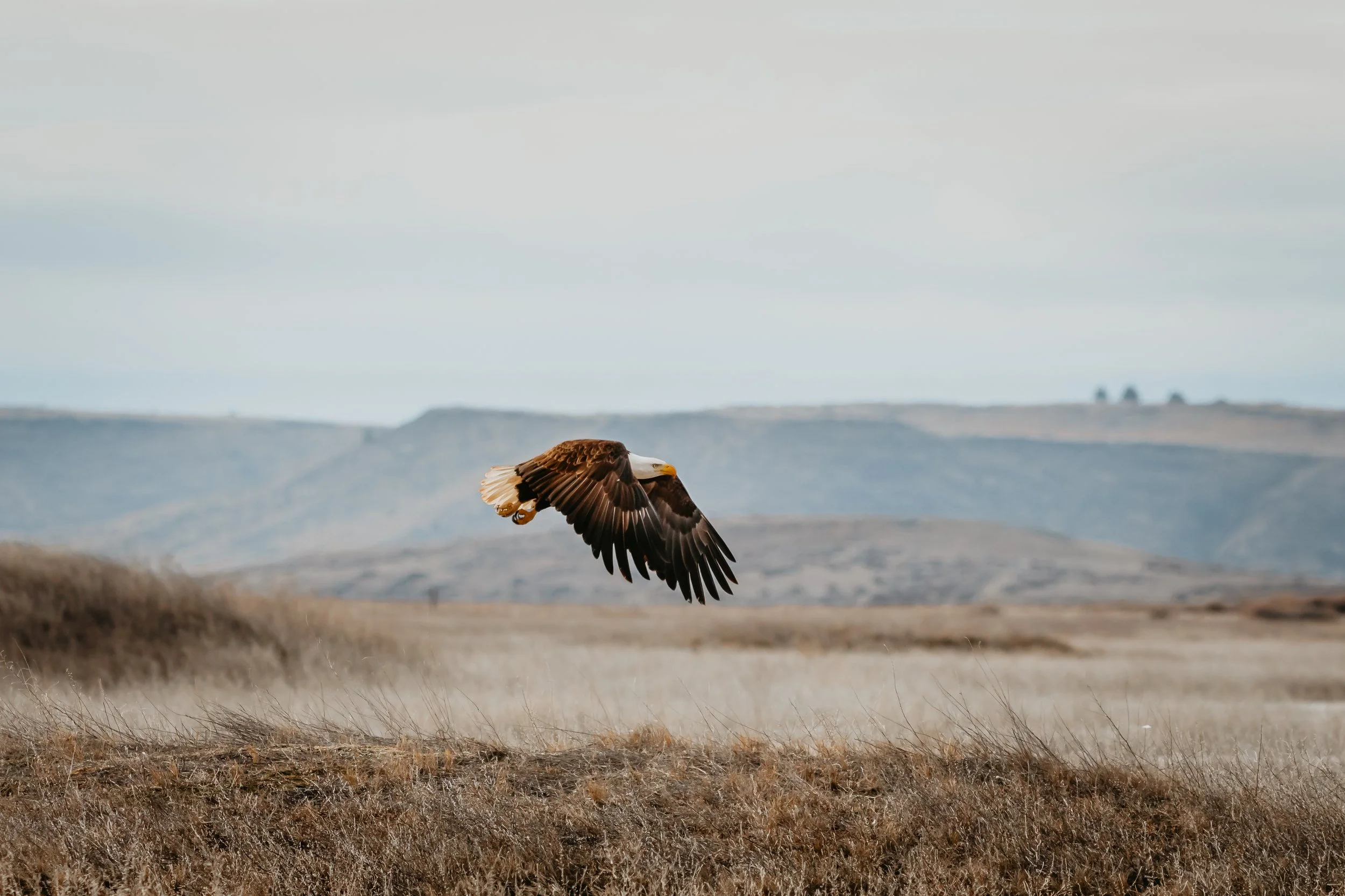 A bald eagle flying over a dry, grassy plain with rolling hills and mountains in the background.