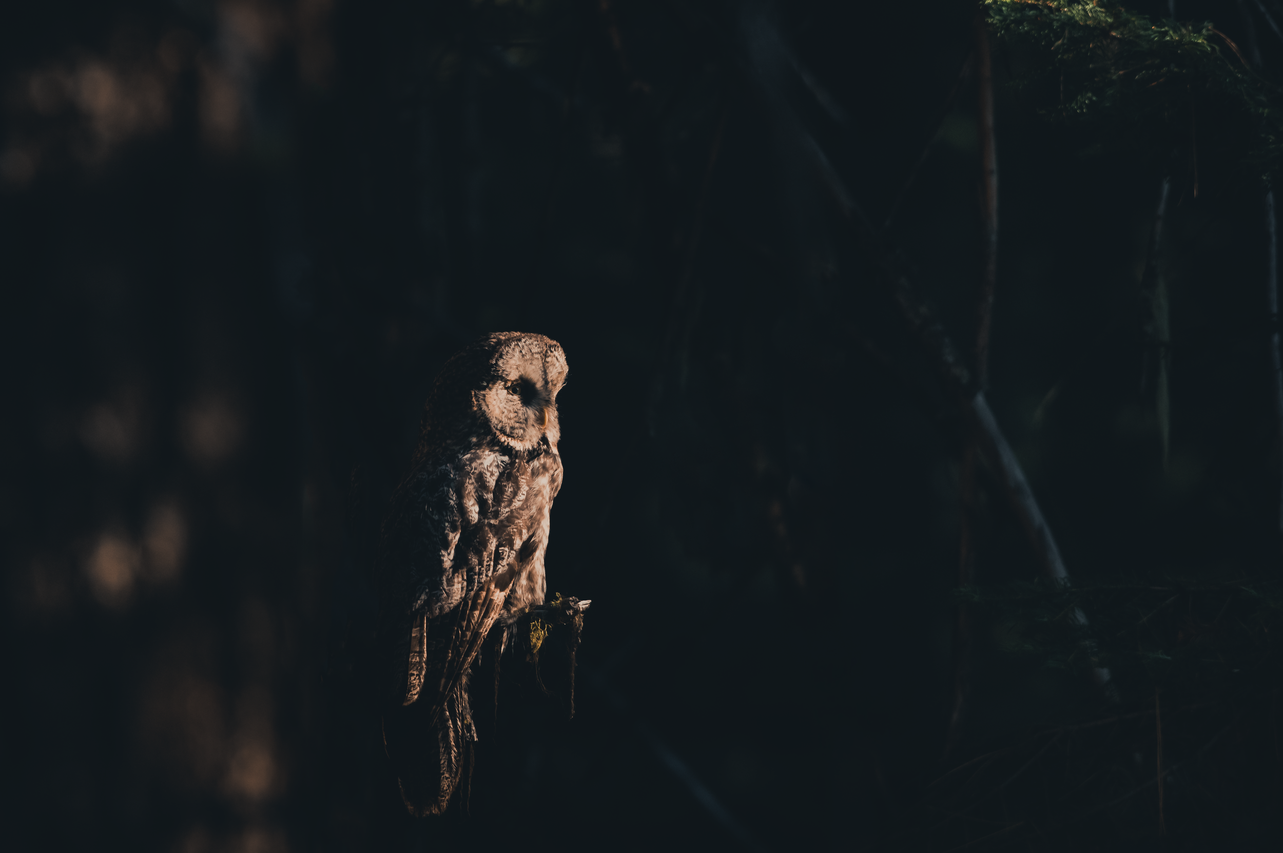 A Great Grey owl perched on a branch in a dark, forested environment.