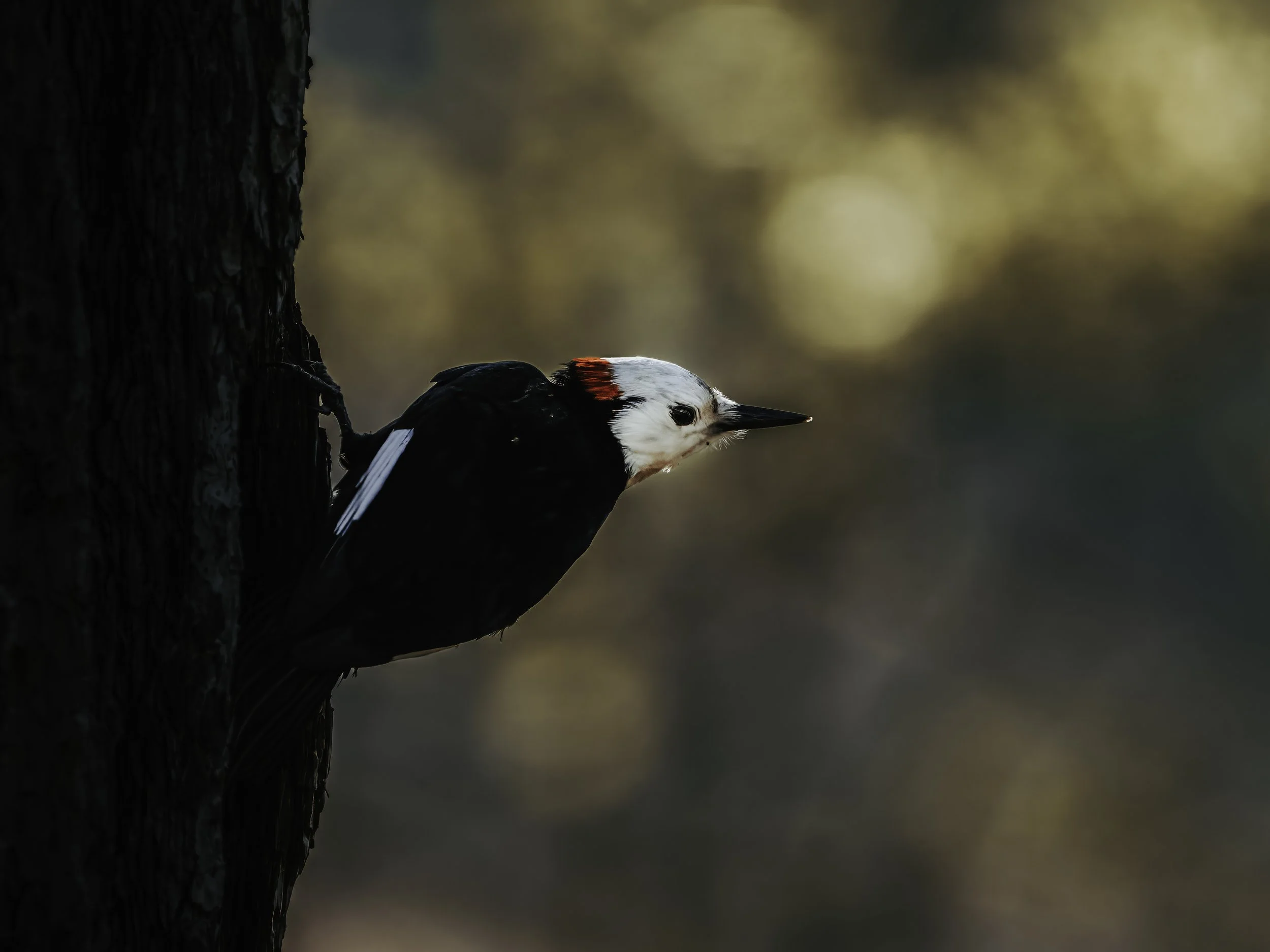 A woodpecker peeking out from the side of a tree trunk in a forest