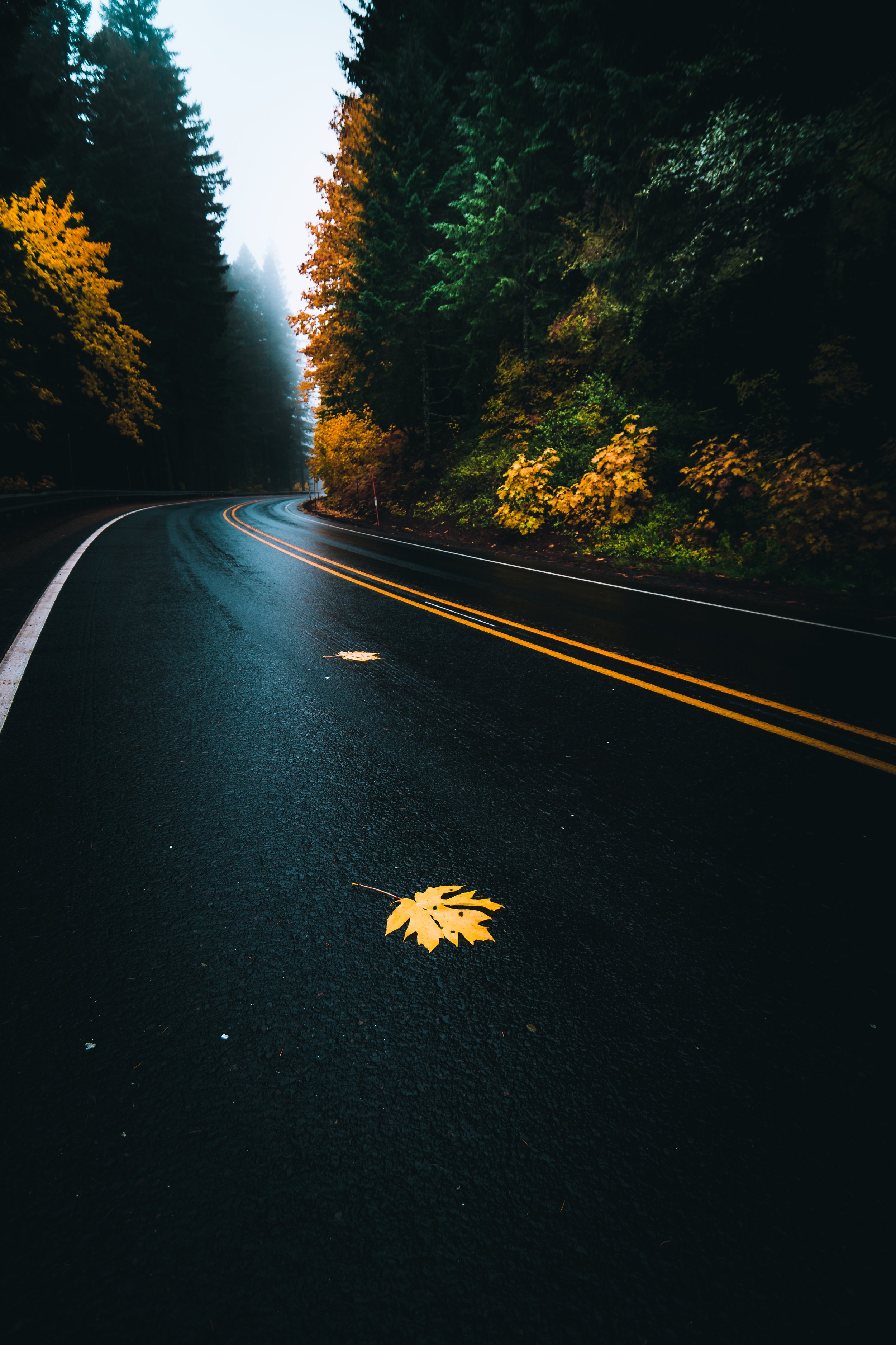 Wet road with yellow fall leaves and a double yellow line, surrounded by trees with fall foliage, foggy atmosphere.