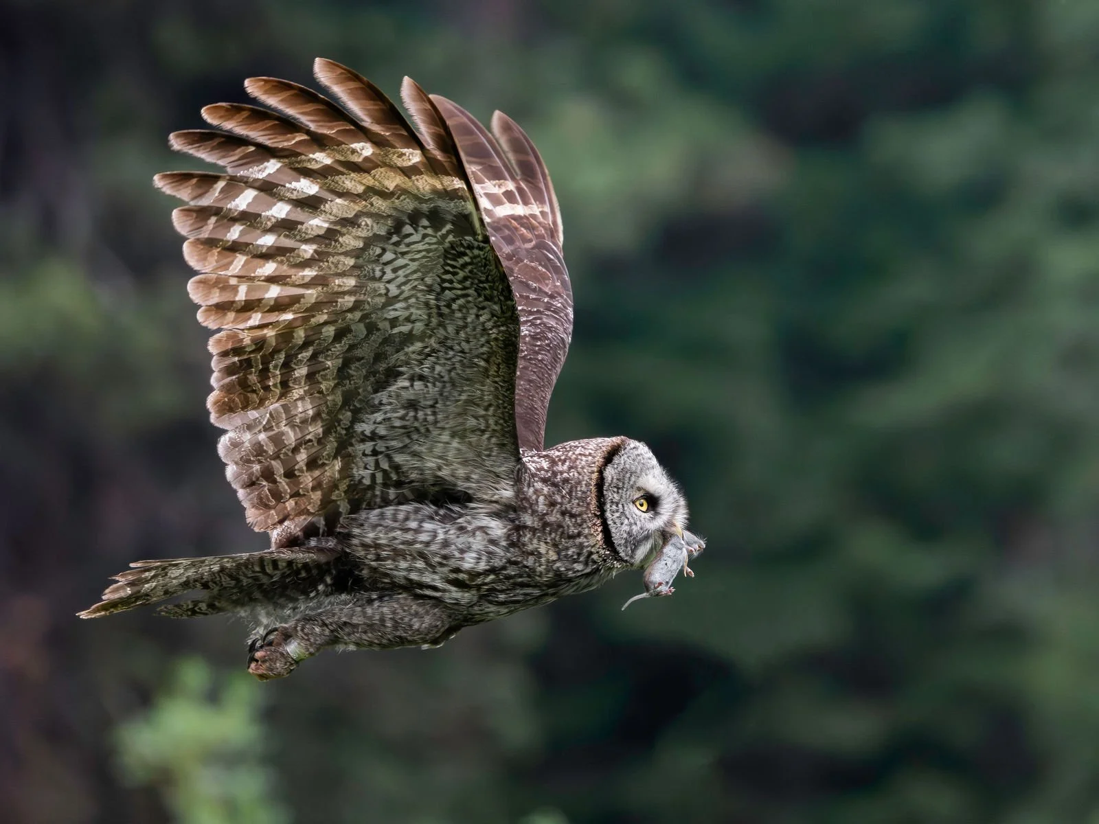 Great Grey Owl in flight after catching lunch