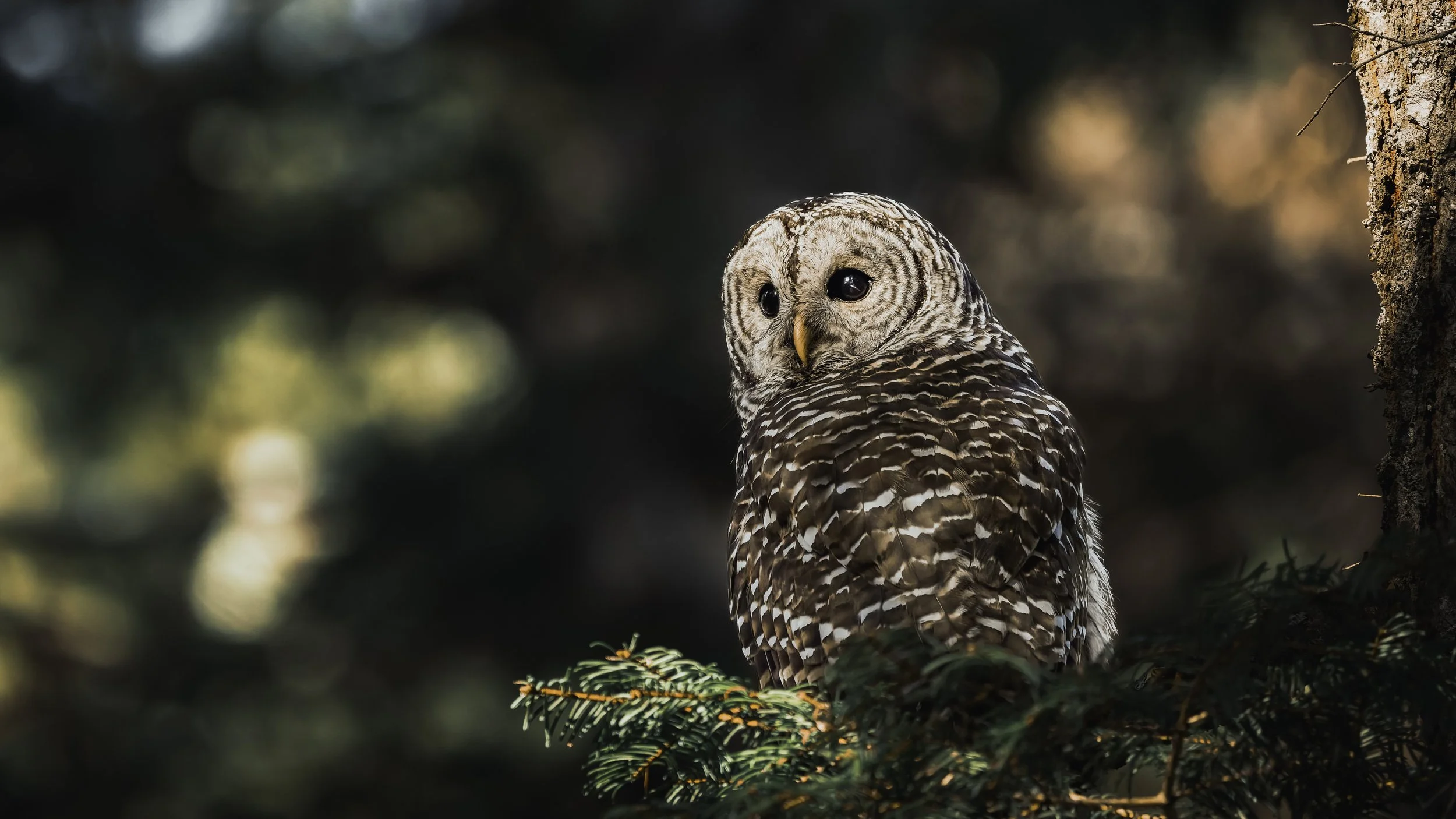 A barred owl perched on a branch of an evergreen tree, with a blurred forest background.