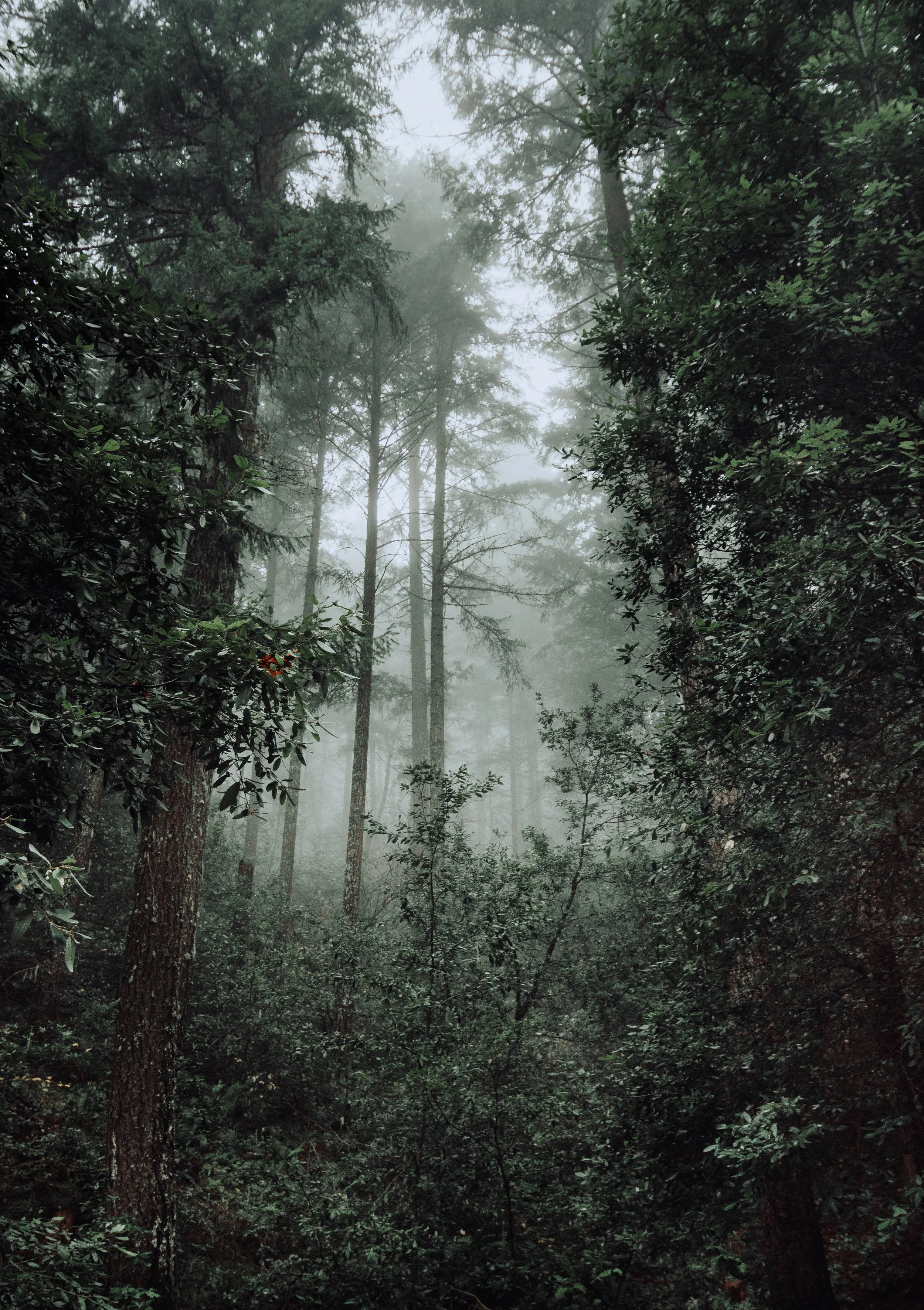 A foggy forest scene with tall trees and dense green foliage.