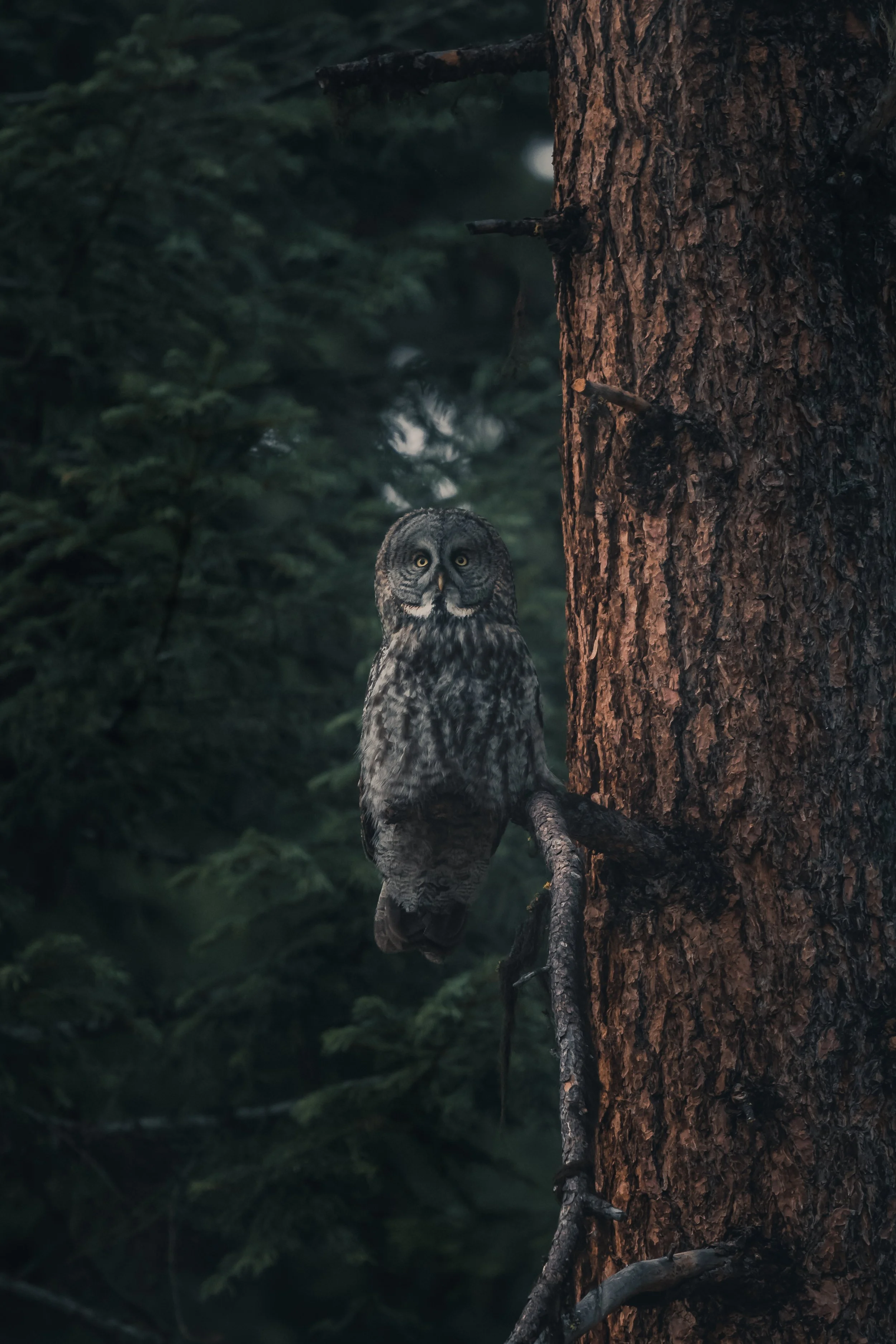 An owl with a human-like face perched on a tree branch in a dark forest.