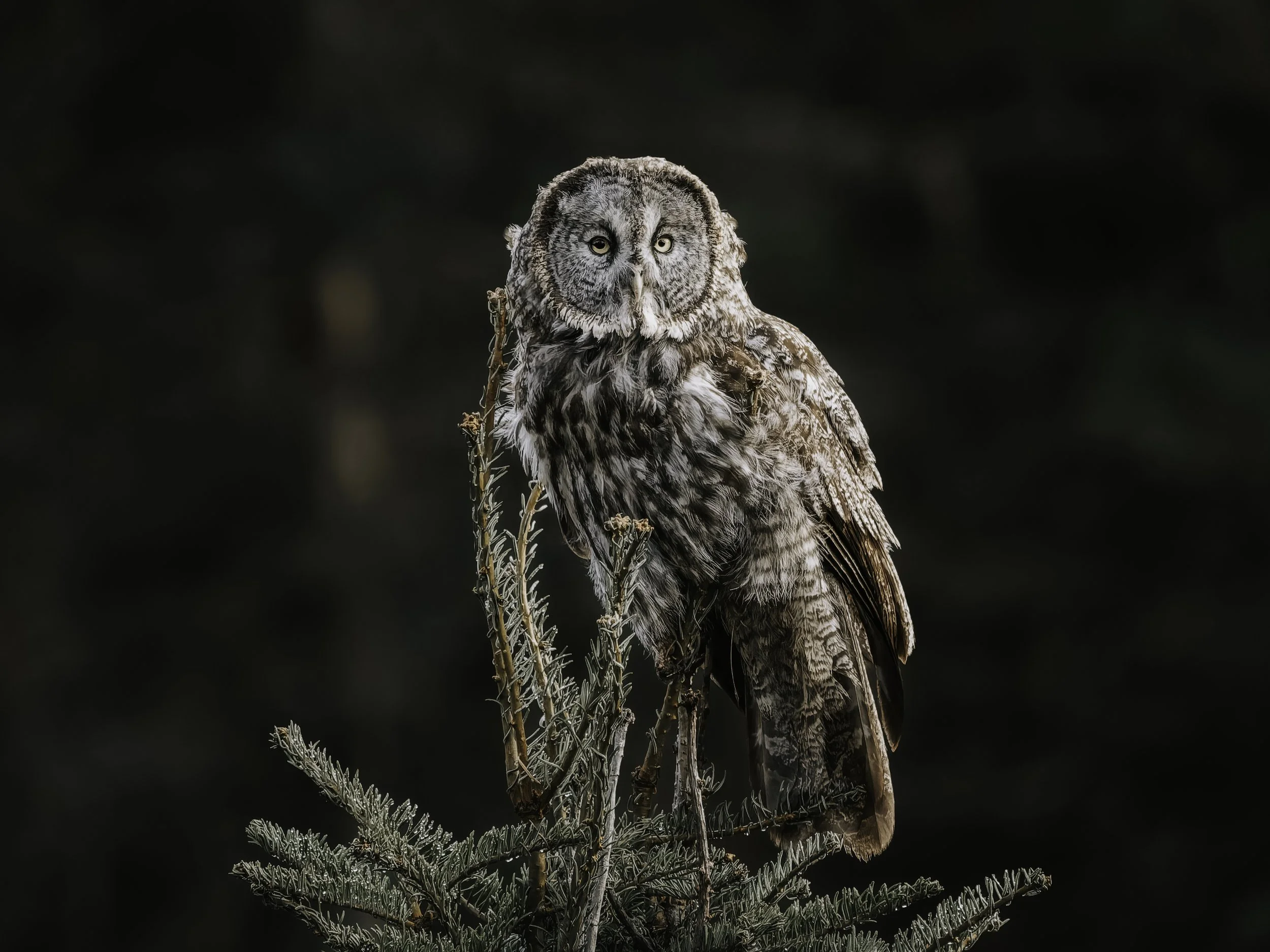 A detailed photograph of a great gray owl perched on a small pine tree against a dark, blurred background.