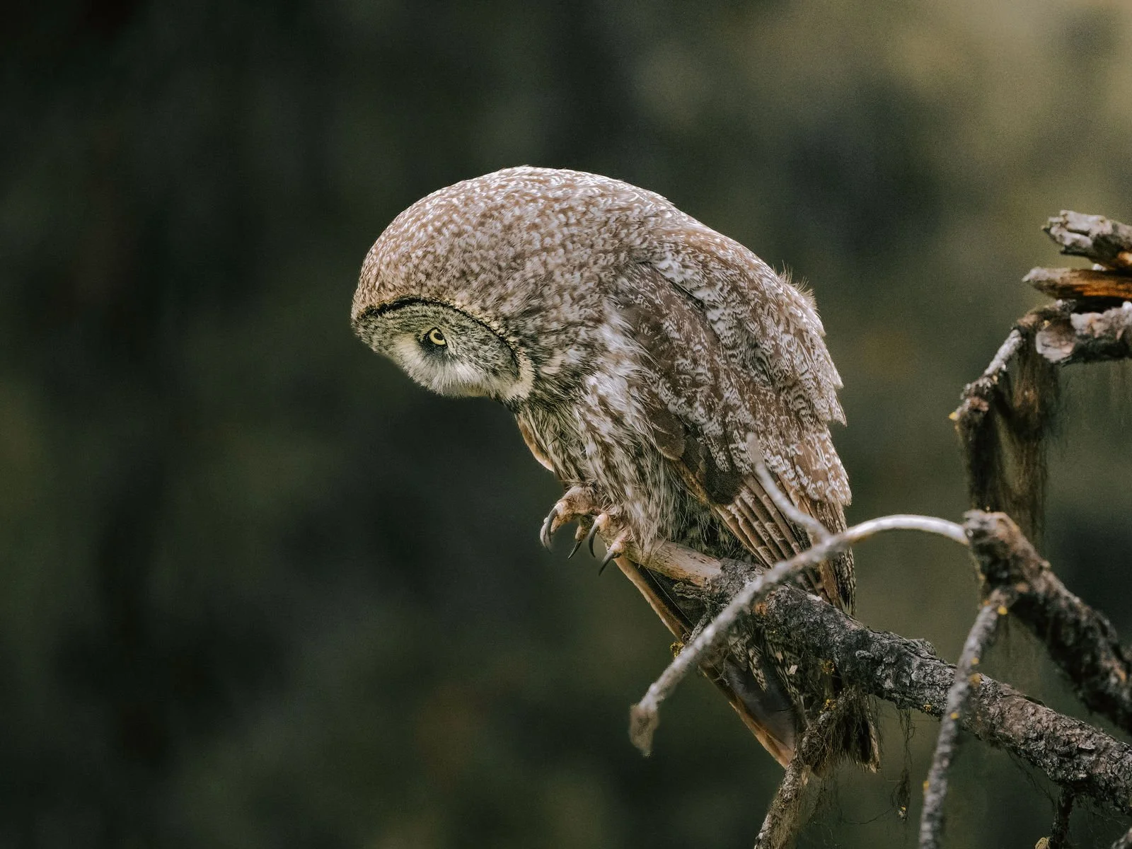 Great Grey Owl scavenging for food