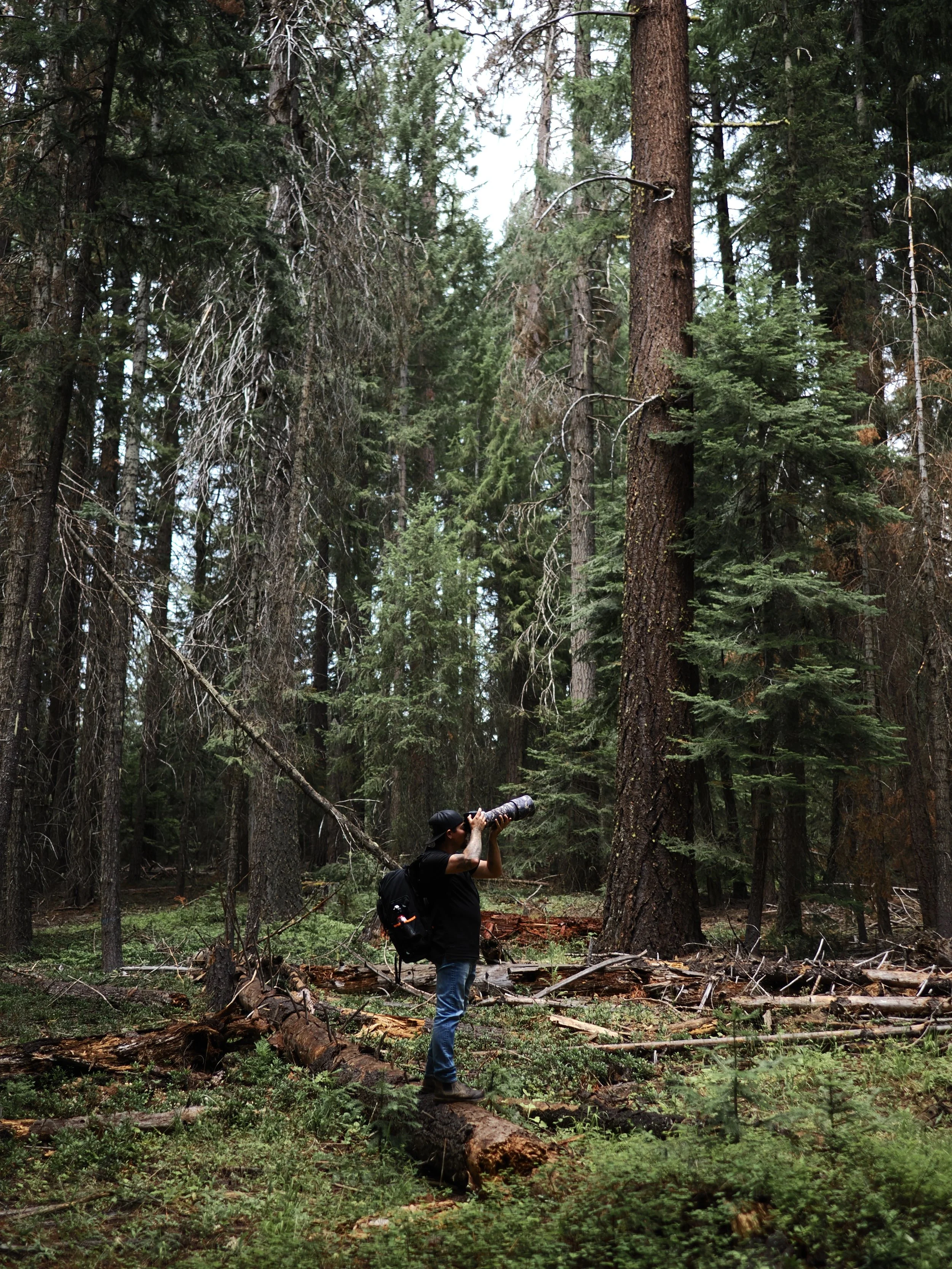Man standing in the woods photographing up into the tall trees.