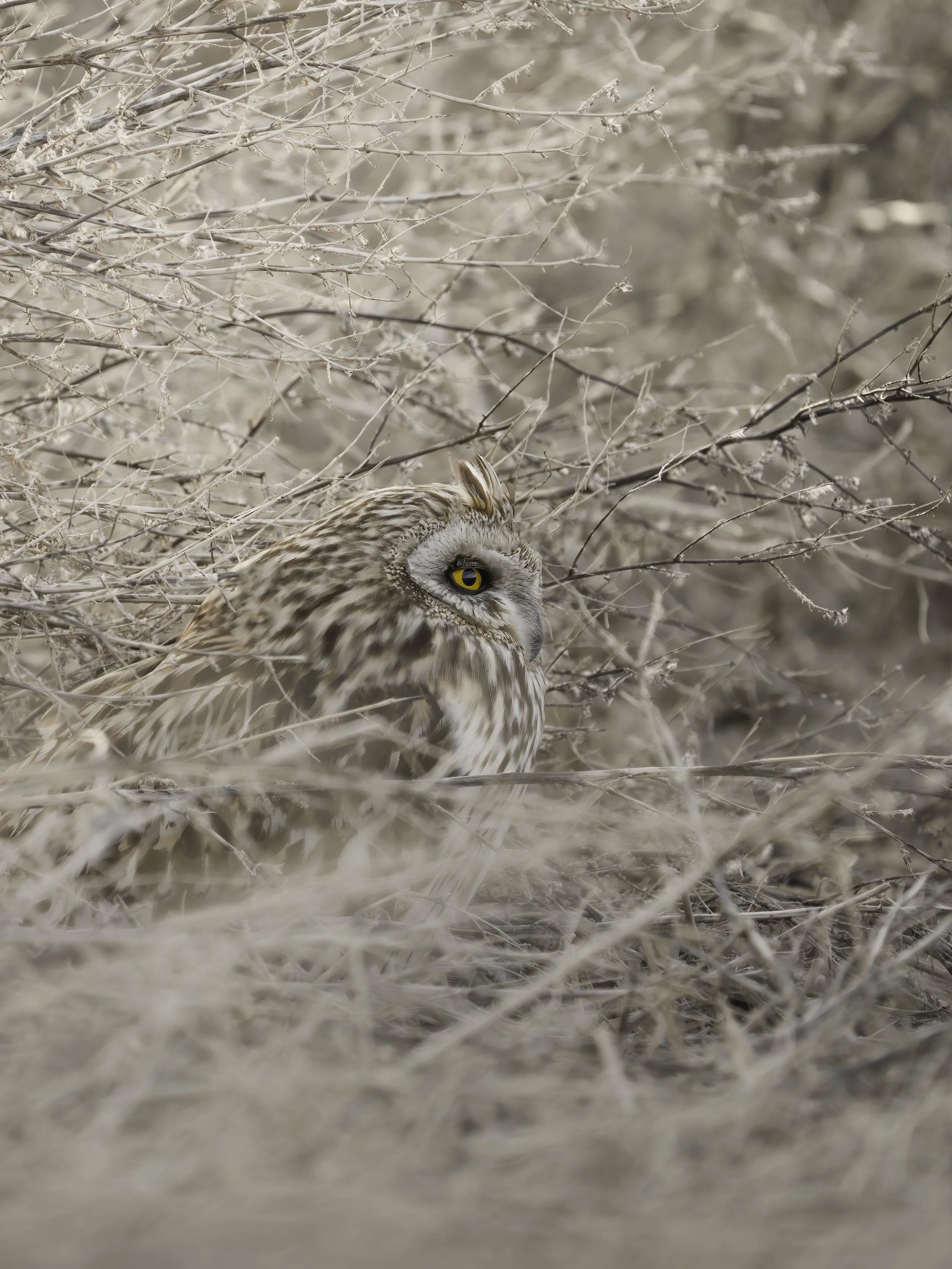 Close-up of a brown and white owl with yellow eyes perched among dry, beige branches and foliage in a natural setting.
