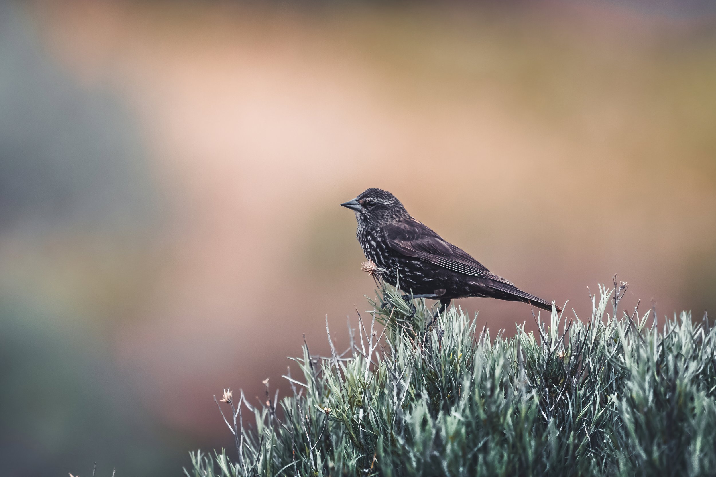 A brown and black bird with streaked plumage perched on green bushes against a blurred pastel background.