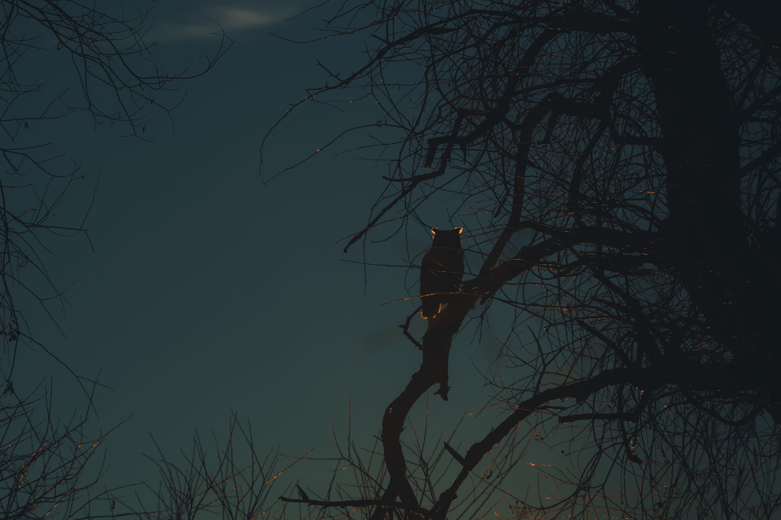 A dark silhouette of a bear perched on a bare tree branch at night, with the moonlight outlining the scene.