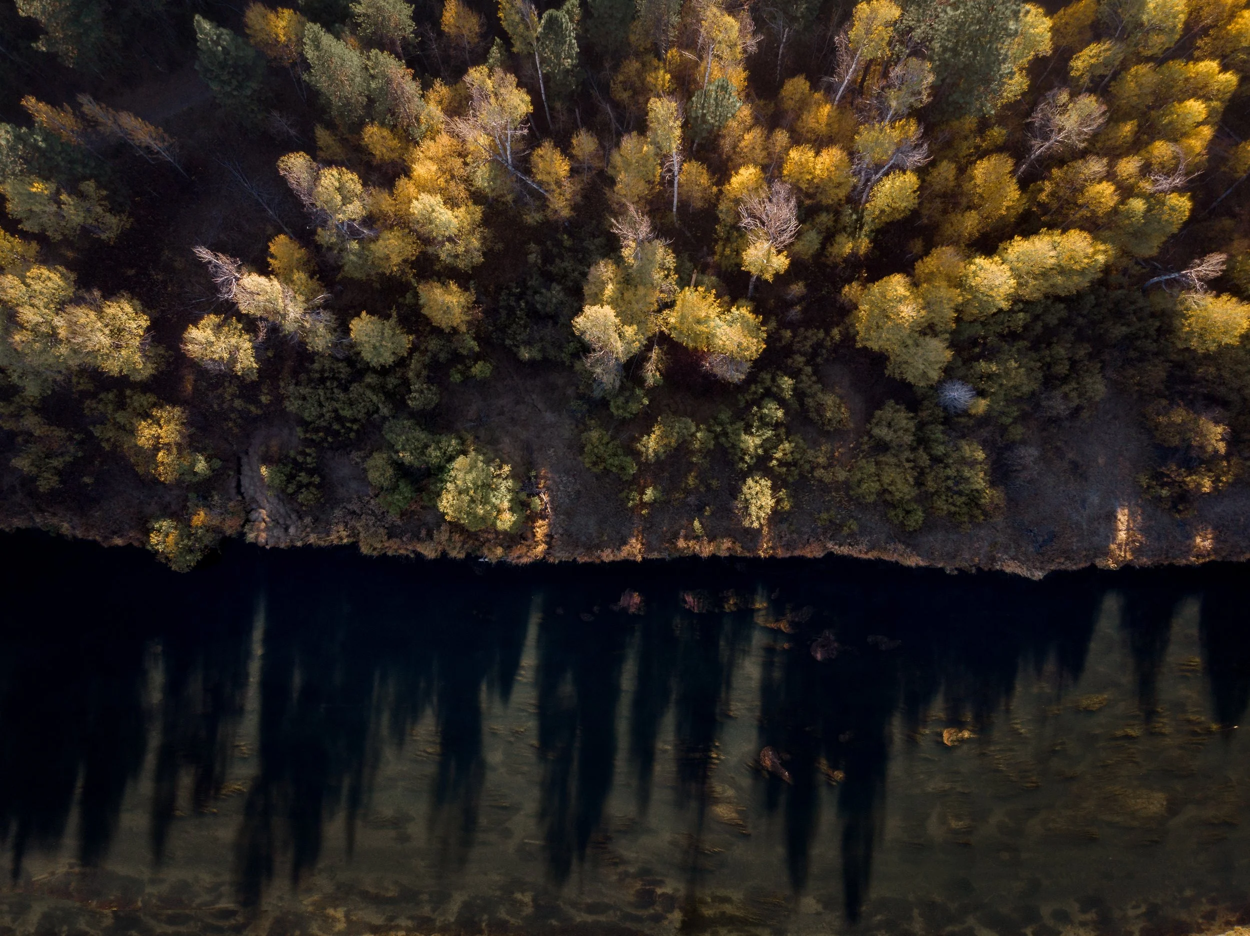 Aerial view of a forest with fall-colored trees and a river running along the edge.