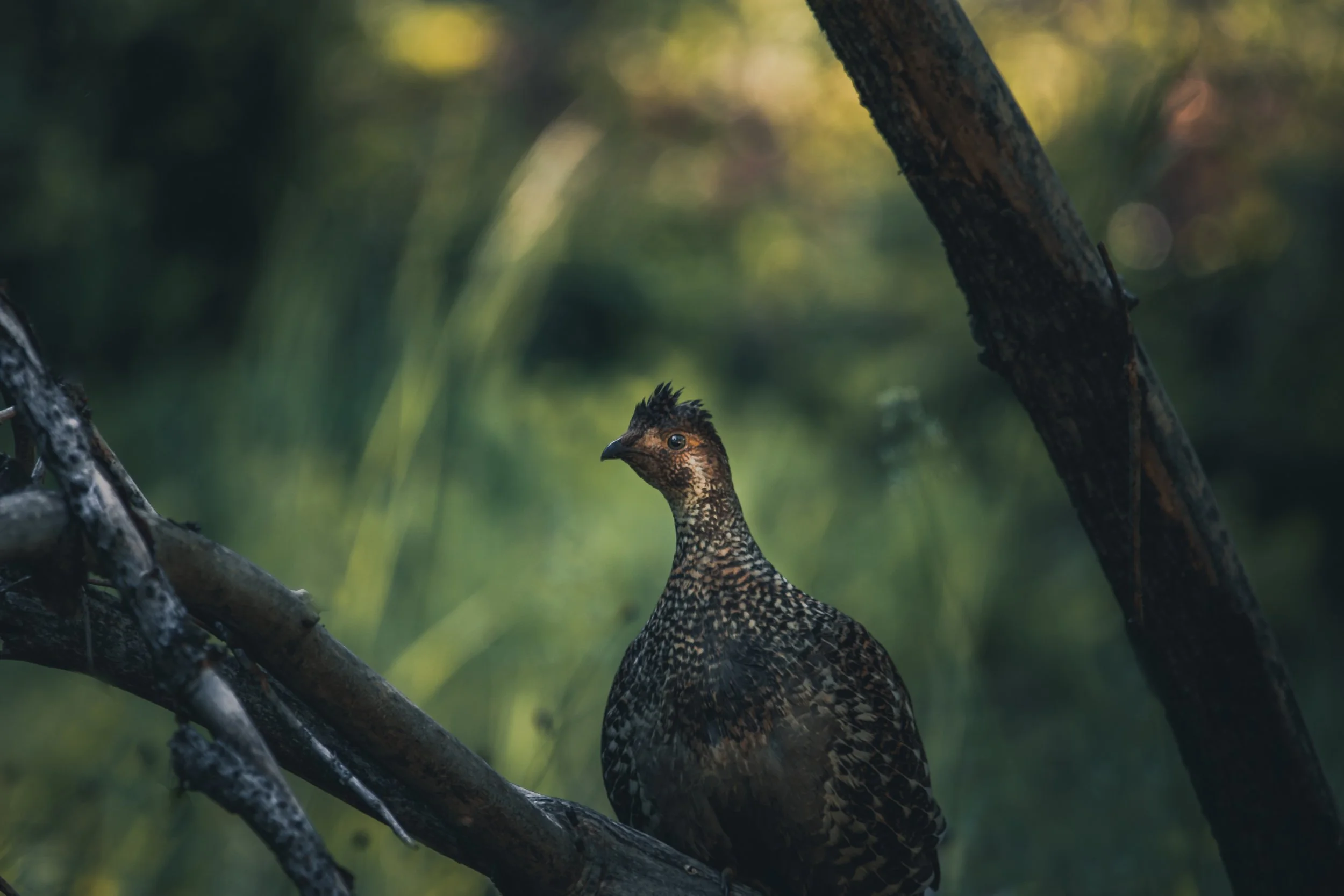 A bird perched on a tree branch in a forest, with green blurred background.