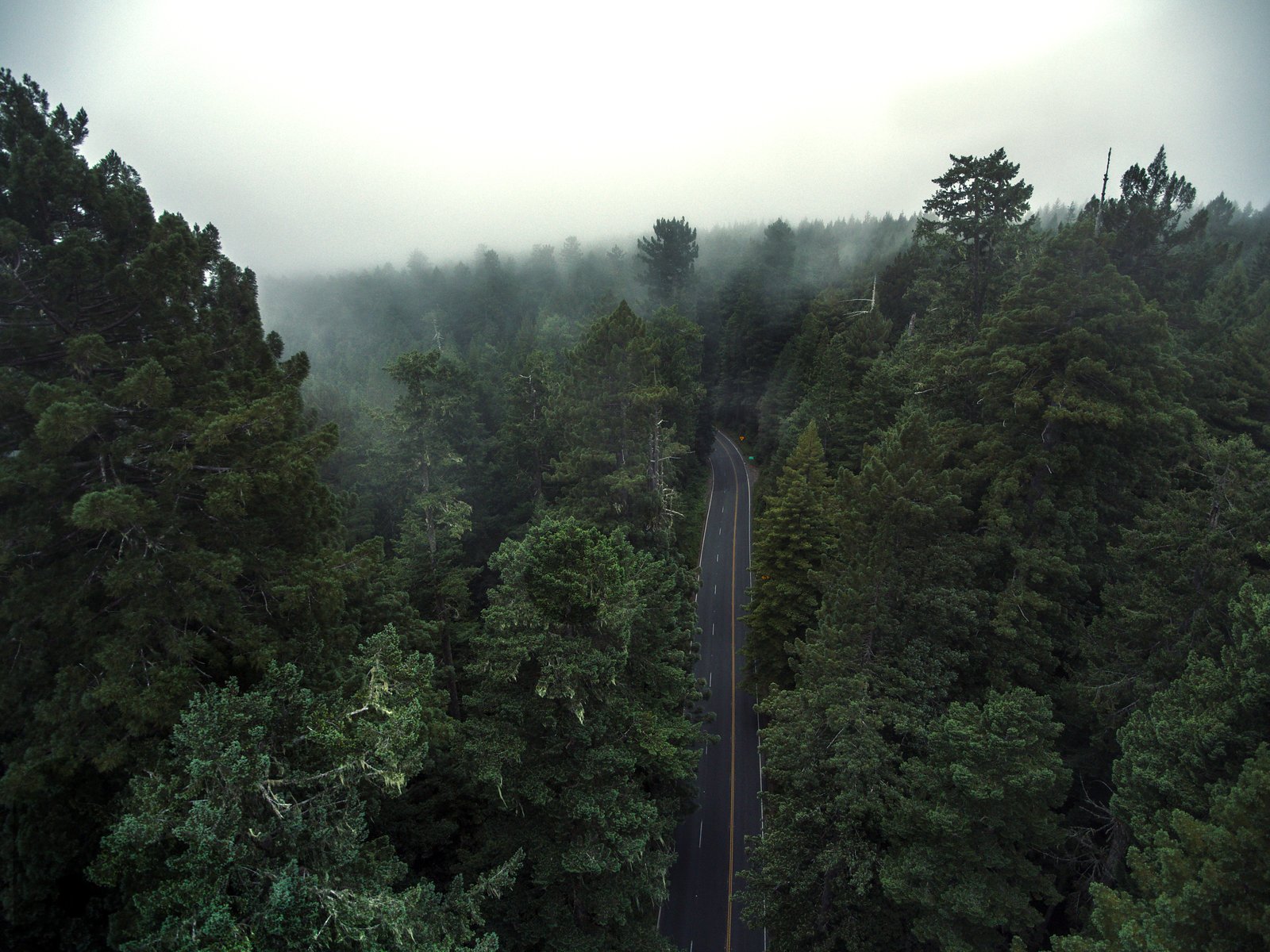 Arial drone photo of tall trees with road running under their cap. 