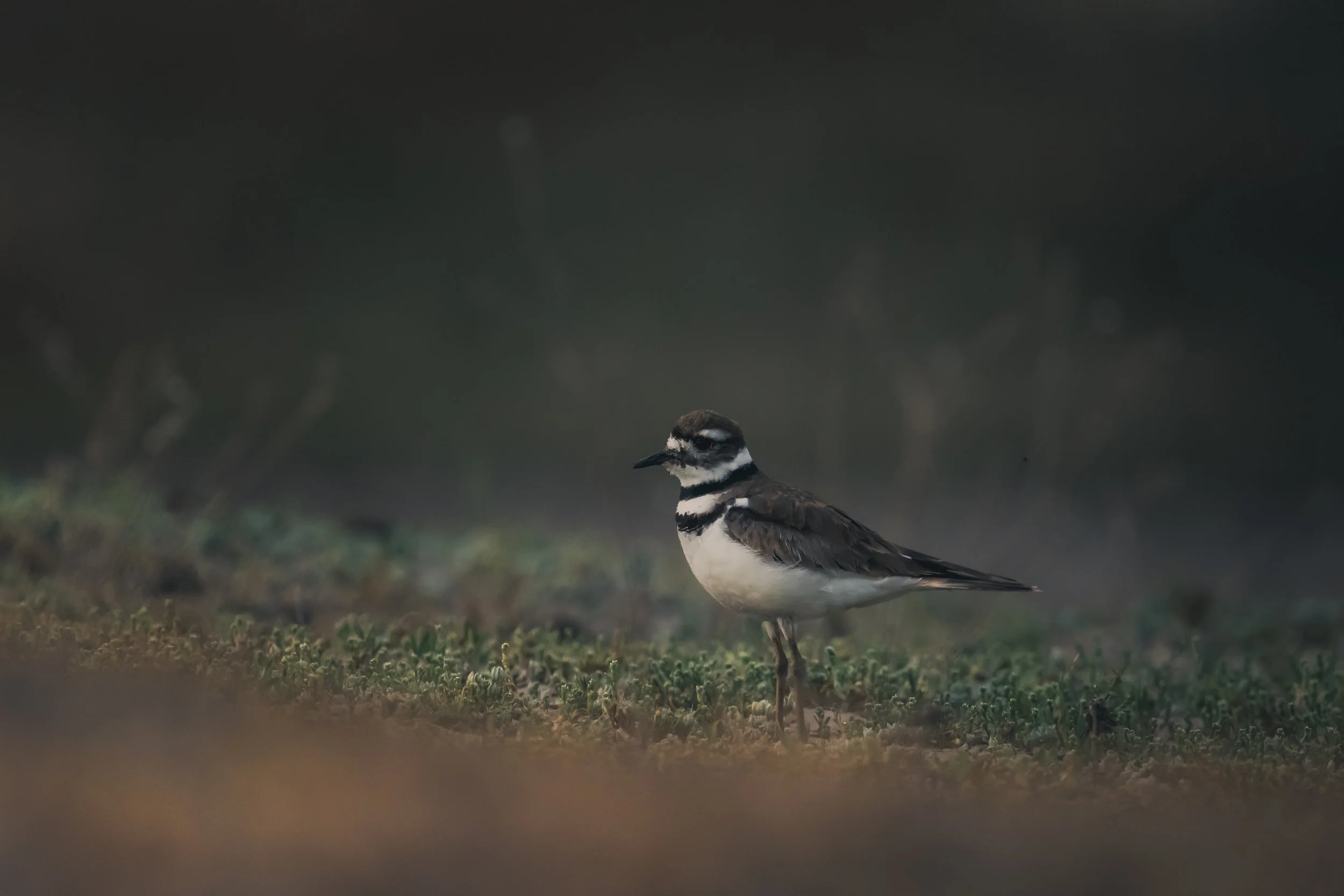 A black and white bird, possibly a Killdeer, standing on ground covered with green moss or grass in a natural outdoor setting.