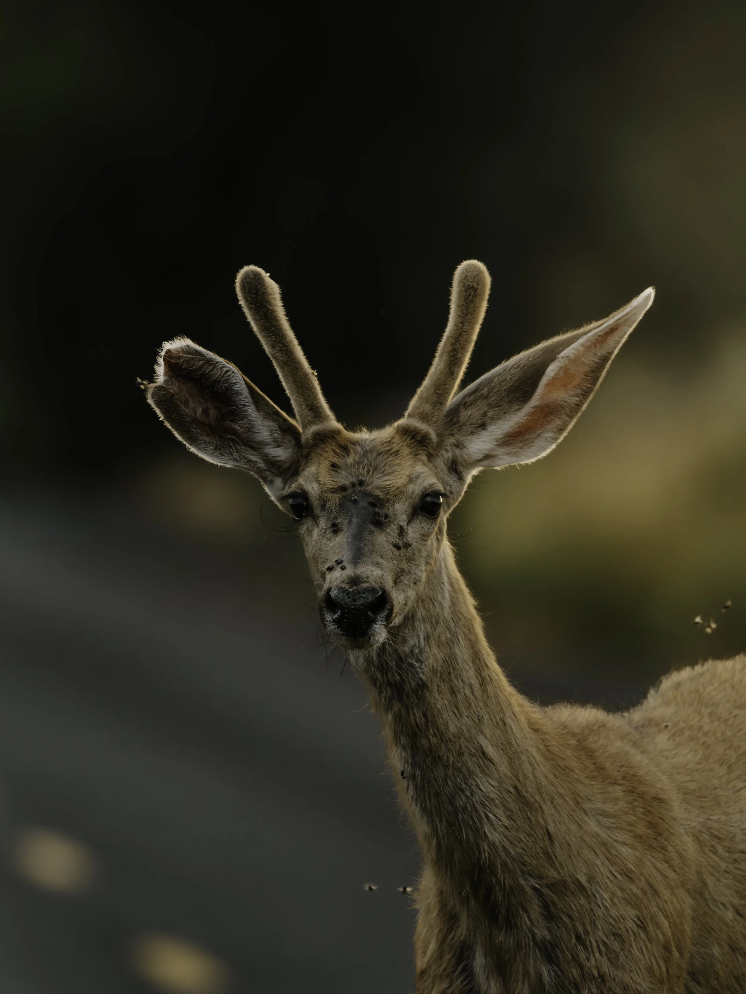 Close-up of a young deer with spotted fur, large ears, and antler buds, in a natural outdoor setting.