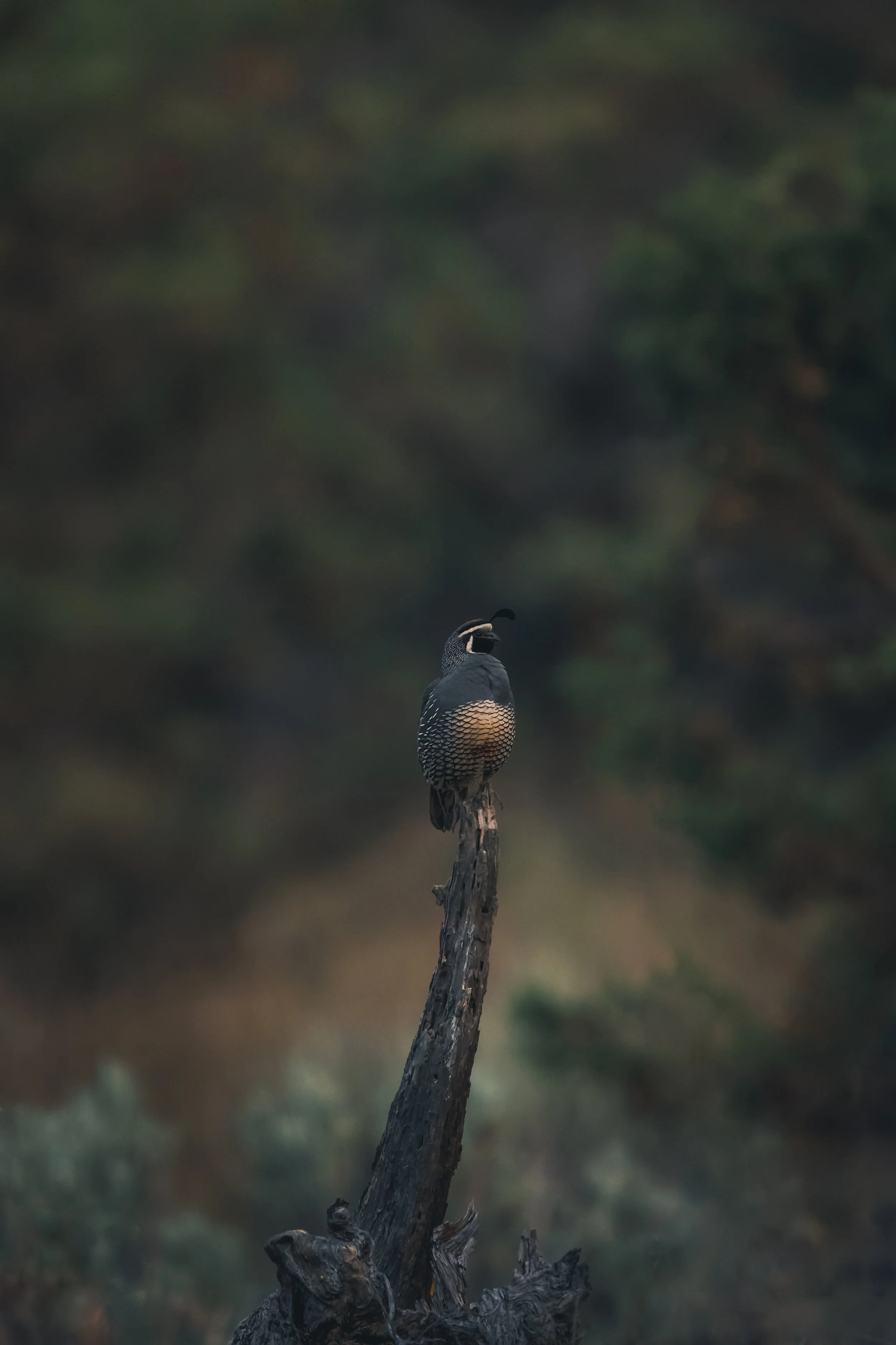 A bird, likely a quail, perched on a weathered wooden post in a natural setting with blurred green foliage in the background.