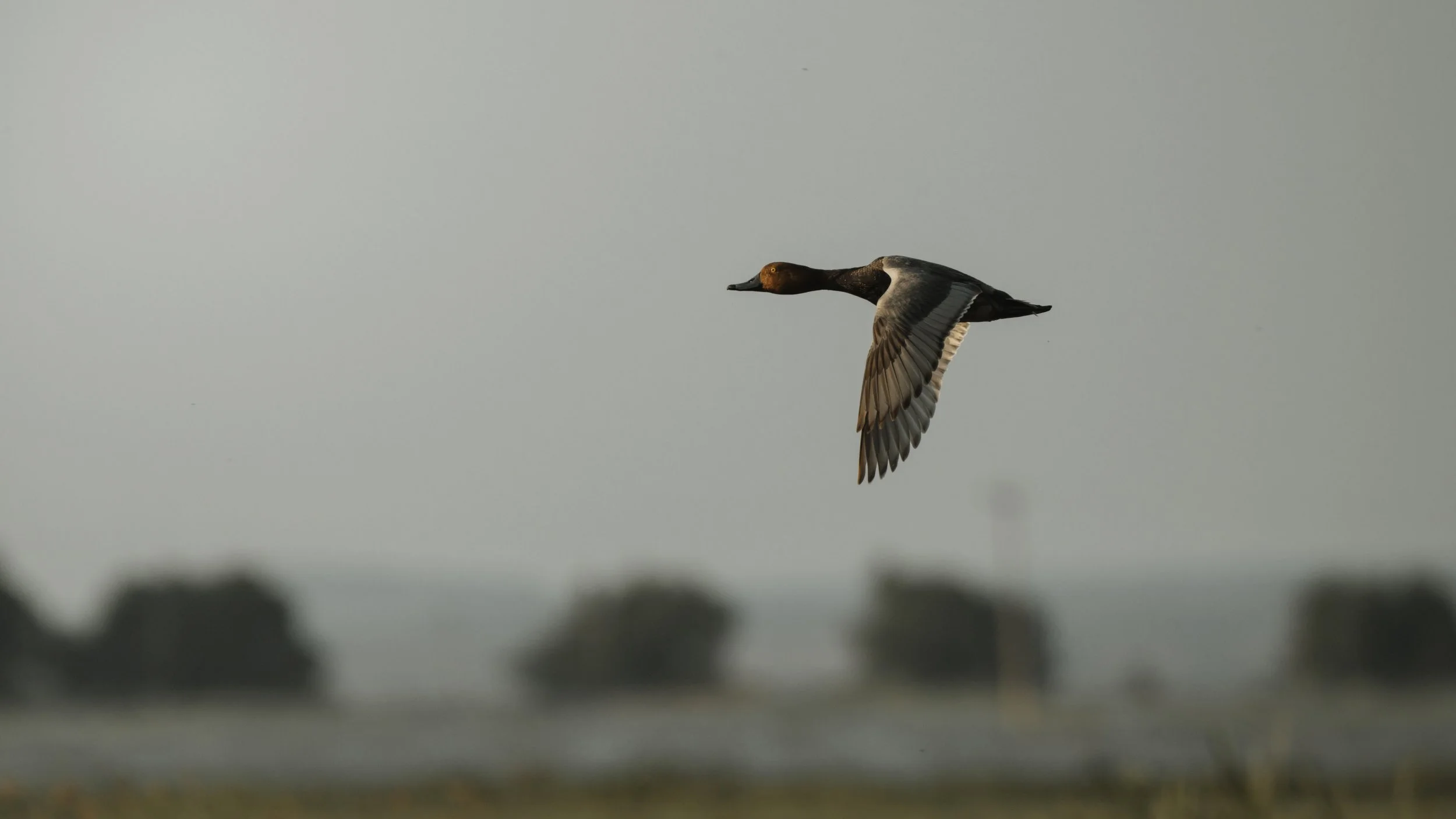 A duck flying over a blurred landscape with trees in the background.