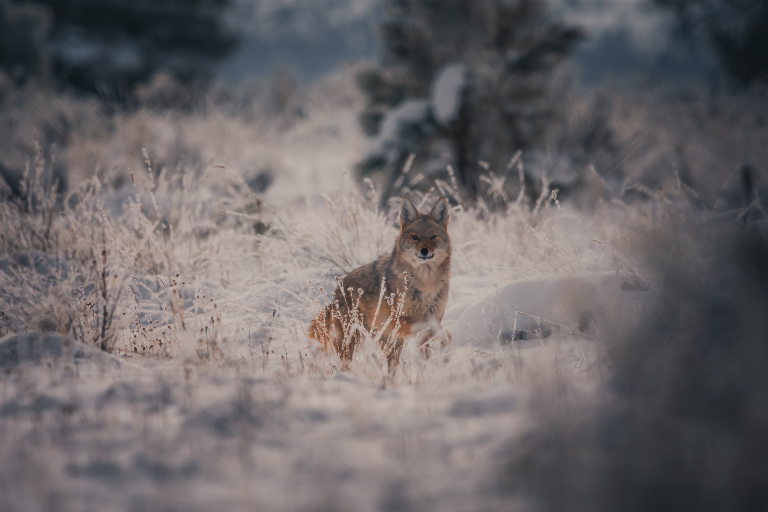 A coyote sitting in snow-covered grass and plants in a natural winter landscape, with a blurred background of trees and snow.