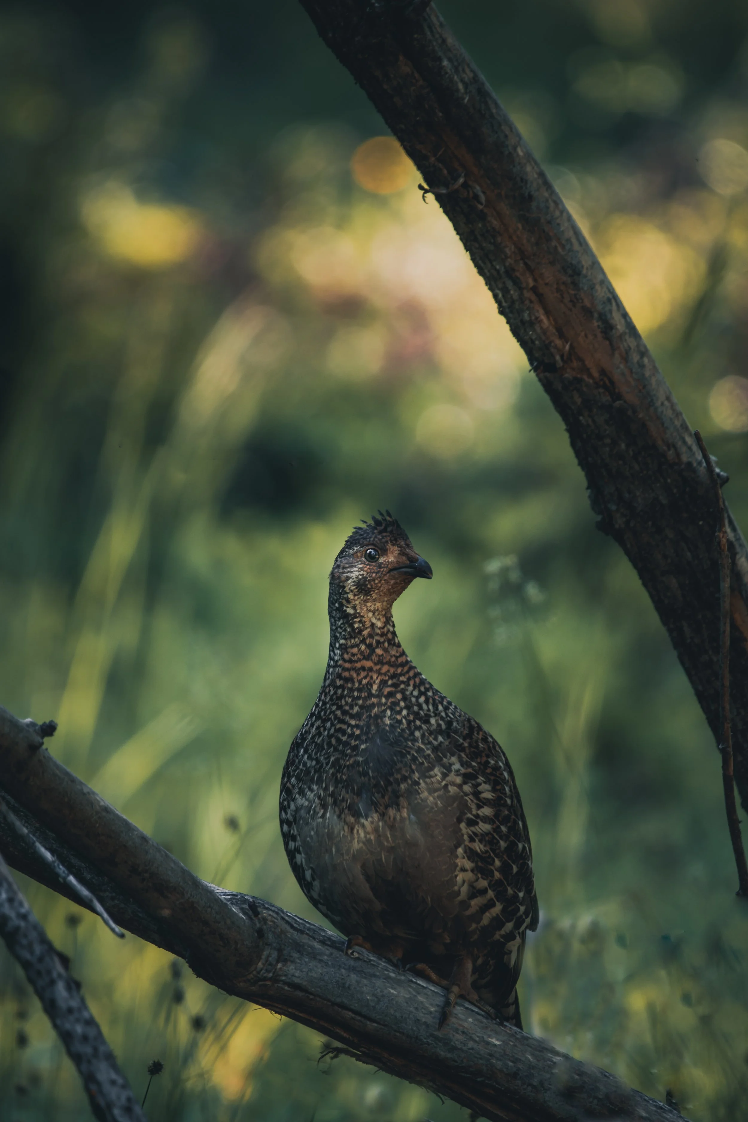 A bird perched on a tree branch in a forest with blurred greenery and warm sunlight in the background.