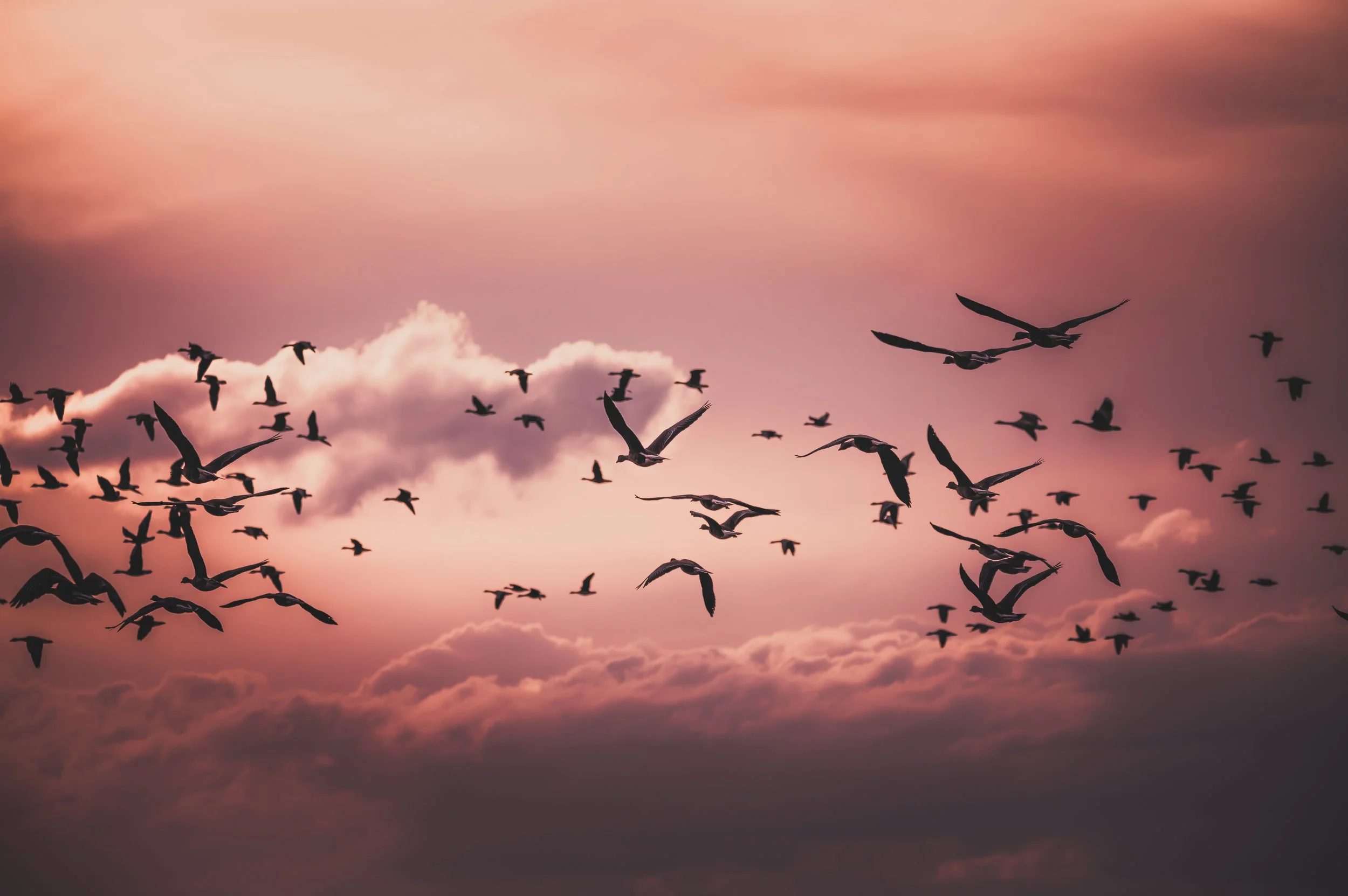 A flock of birds flying across a sky with pink and purple clouds at sunset.