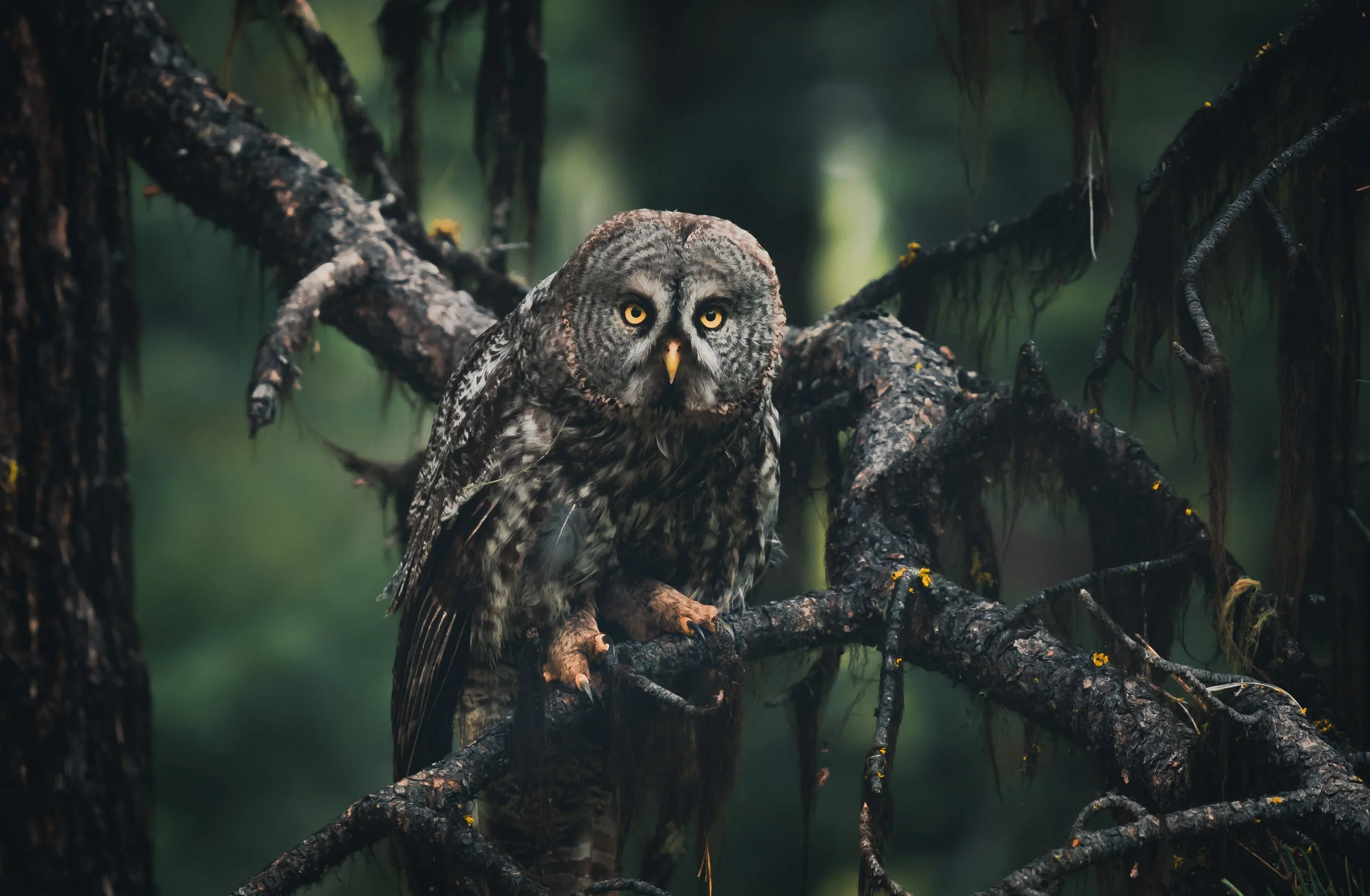 An owl perched on a tree branch in a dark, dense forest with green foliage.