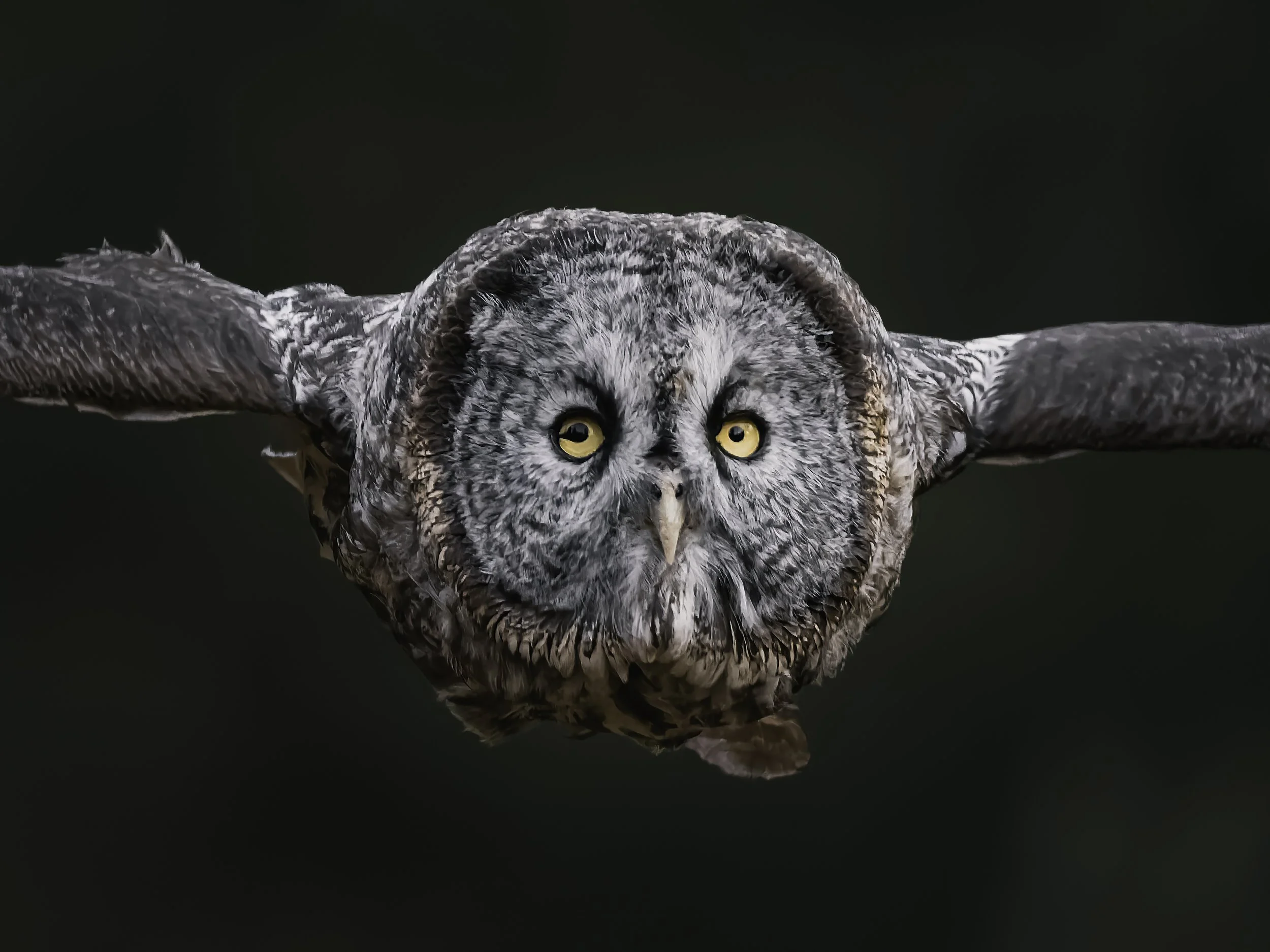 A close-up of a great gray owl flying directly towards the camera with wings spread wide and dark background.