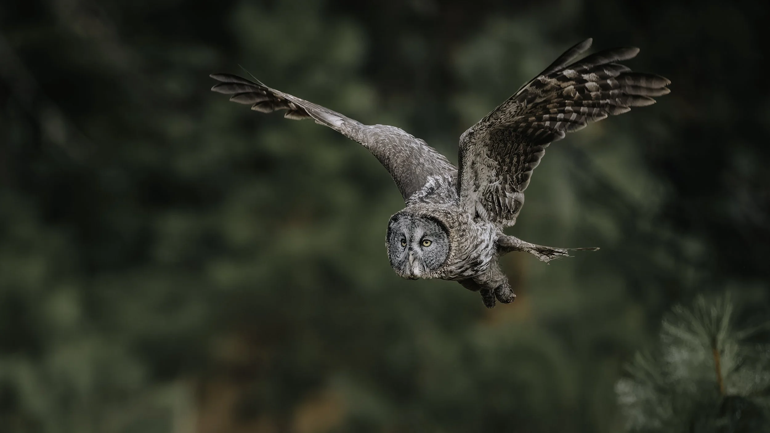 A large owl with grey and white feathers flying through a green forested background.