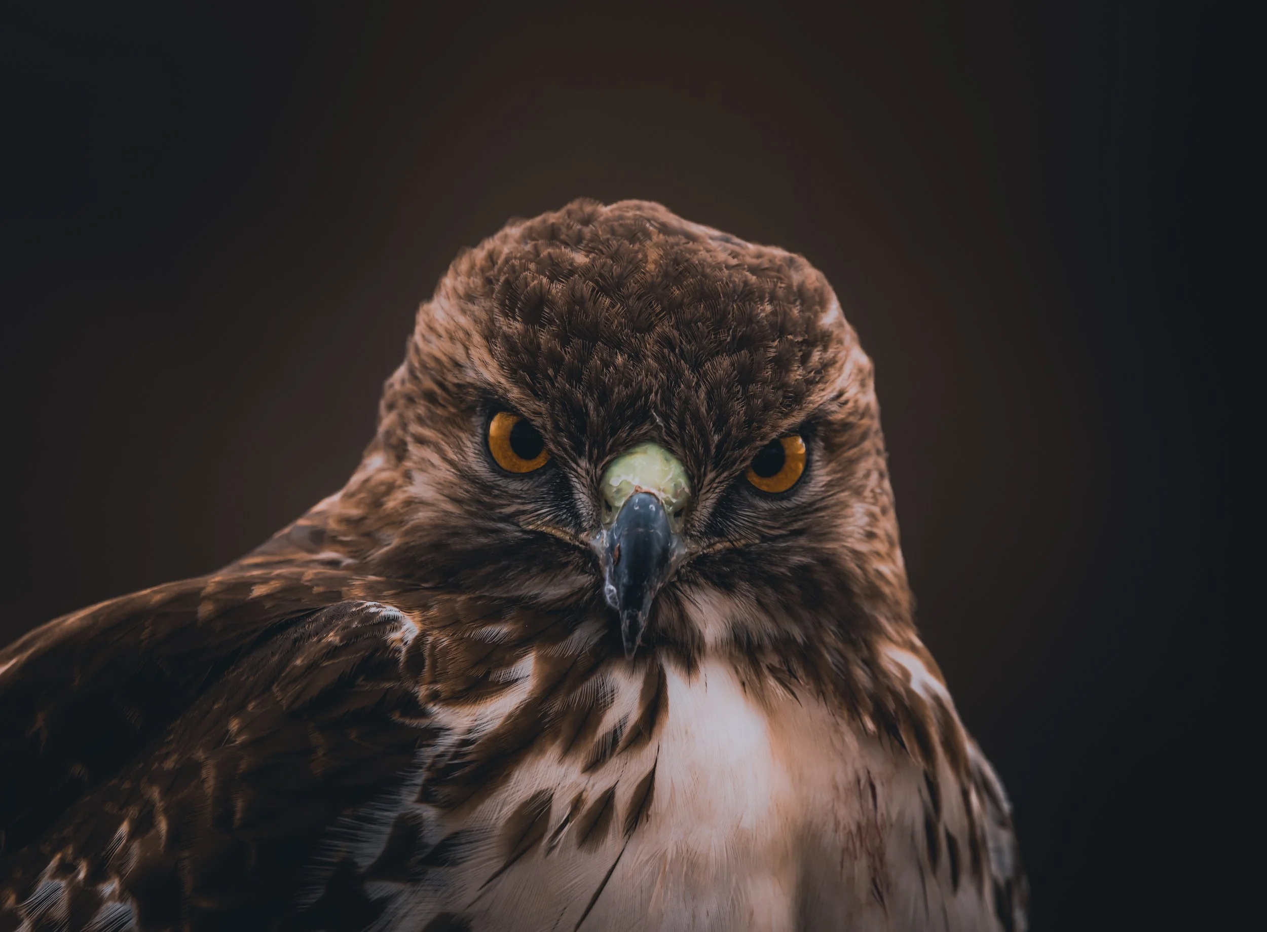 Close-up of an eagle's face with piercing yellow eyes and detailed brown feathers against a dark background.