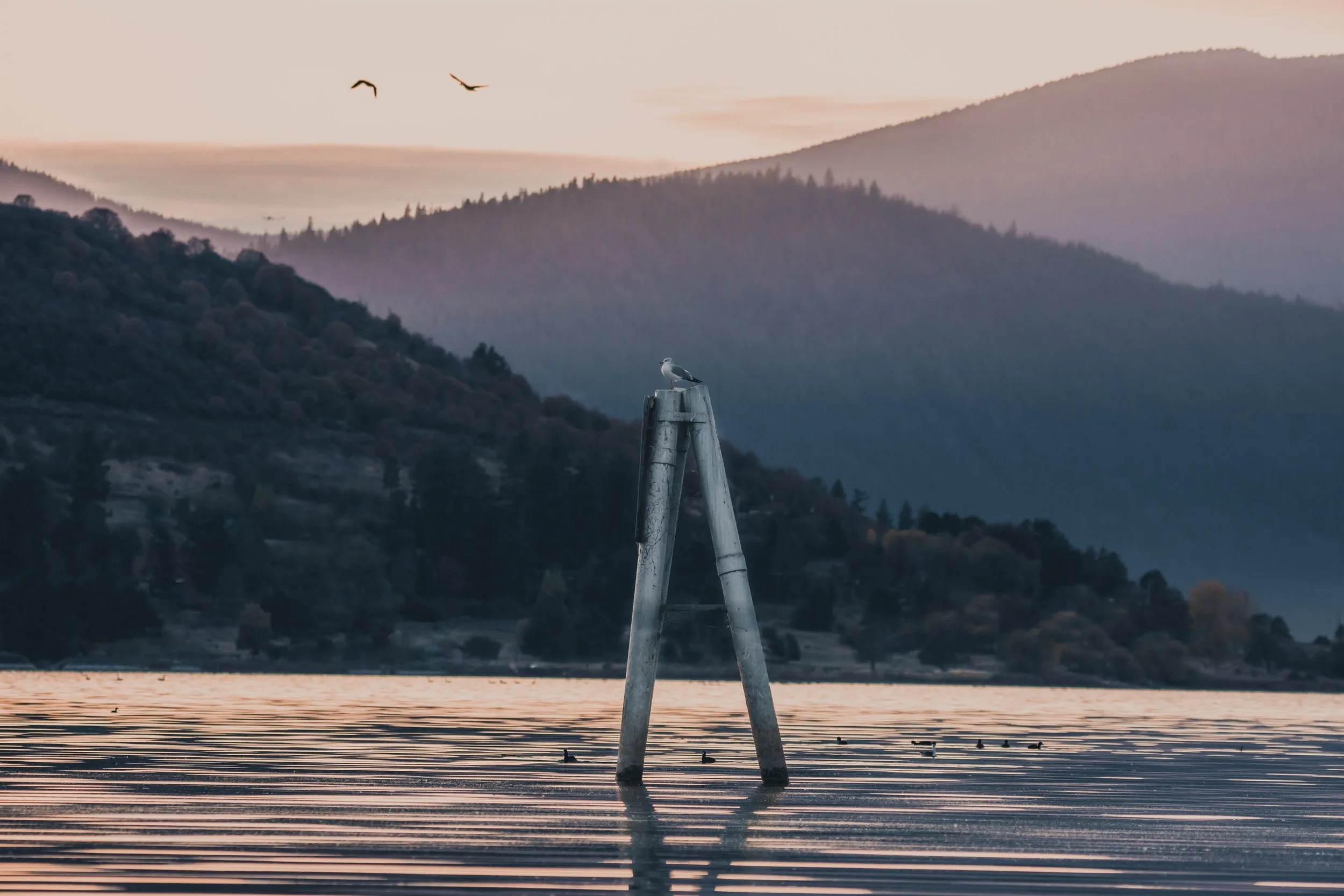 A seagull perched on a tall, triangular wooden post in a lake with rippling water. In the background, there are forested hills and mountains during sunset, with a few birds flying in the sky.