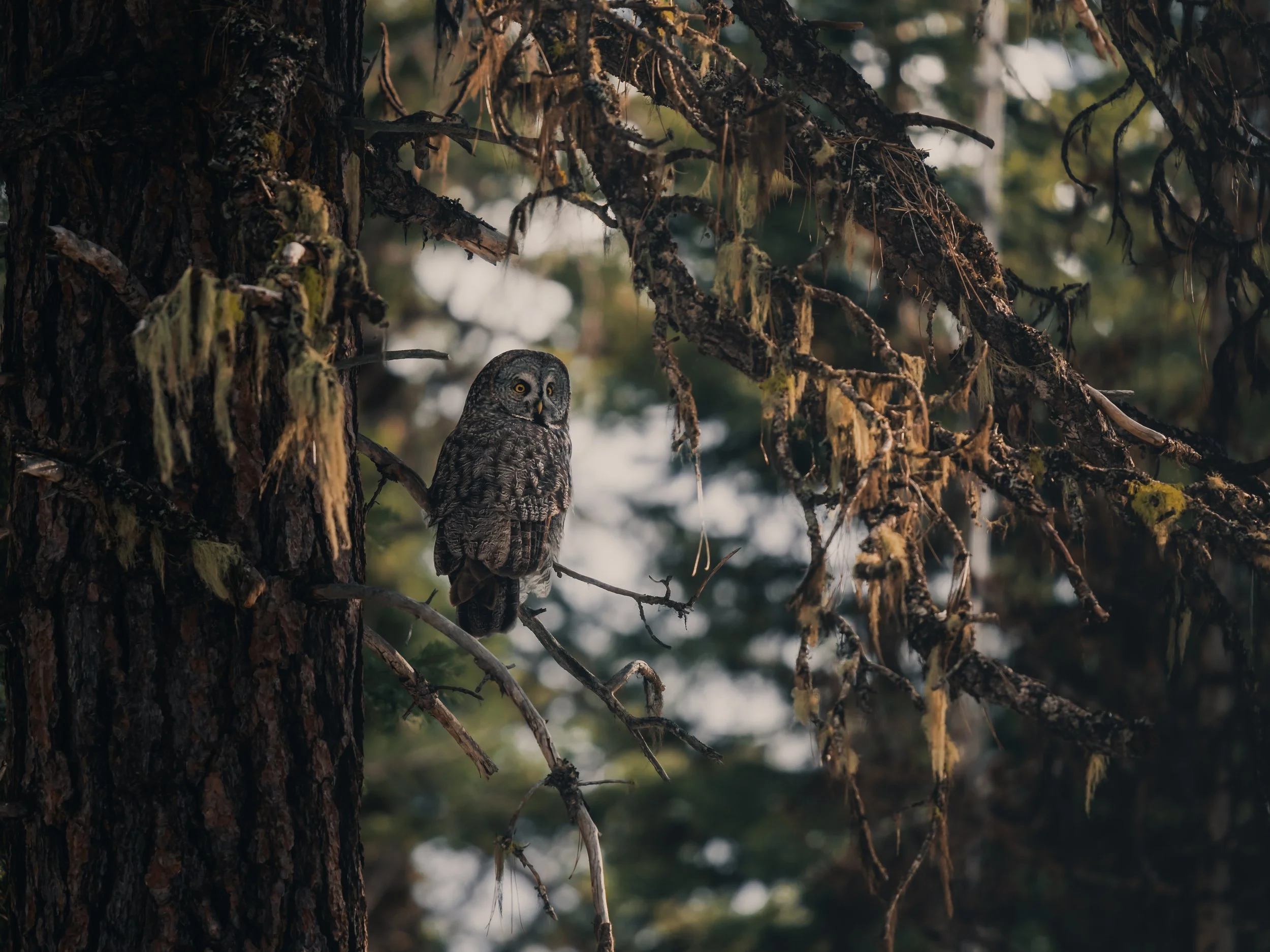 An owl perched on a tree branch in a forest scene with dark, textured bark and hanging mosses.