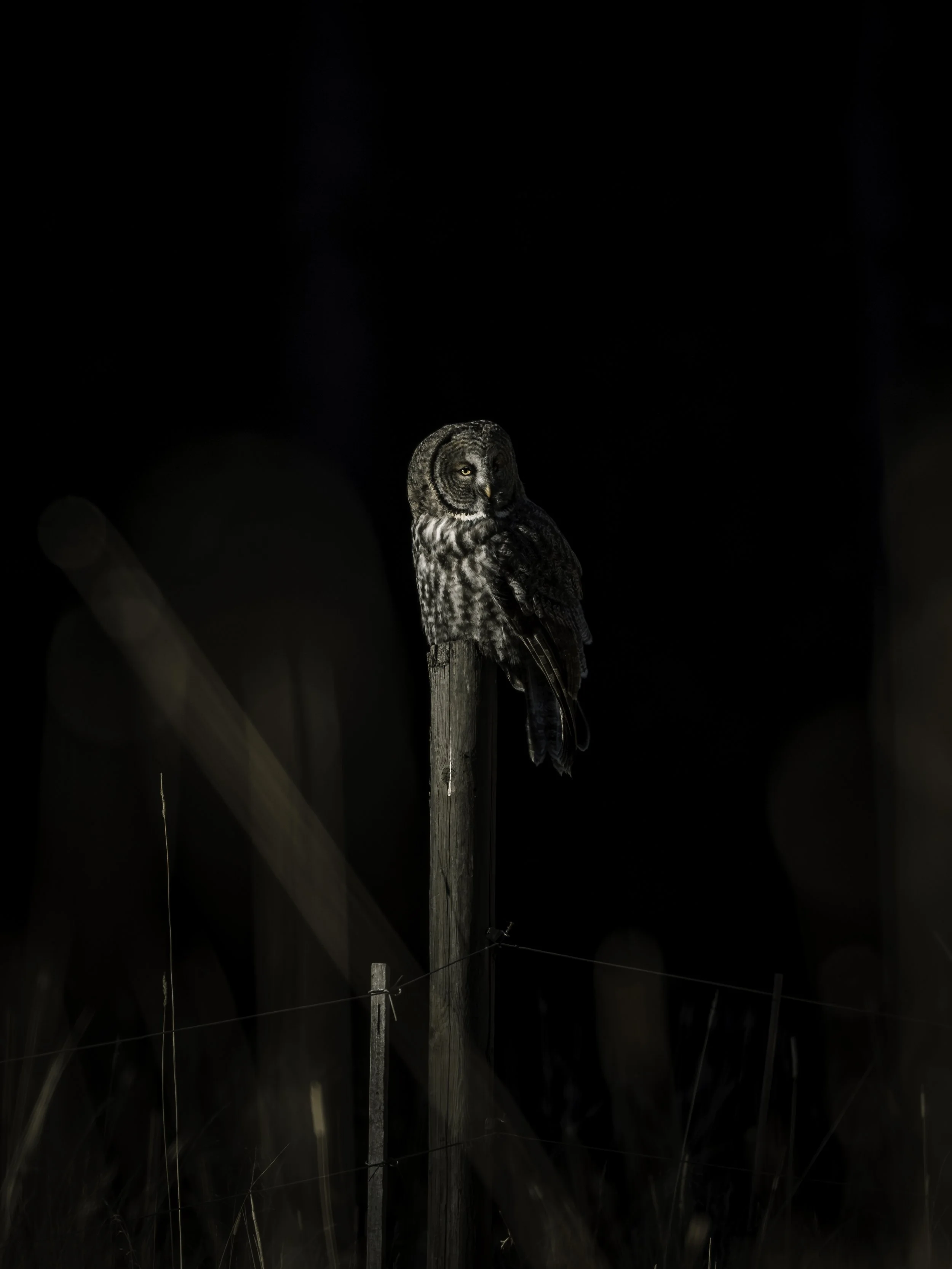 A great grey owl perched on a wooden fence post at night, with dark sky in the background.