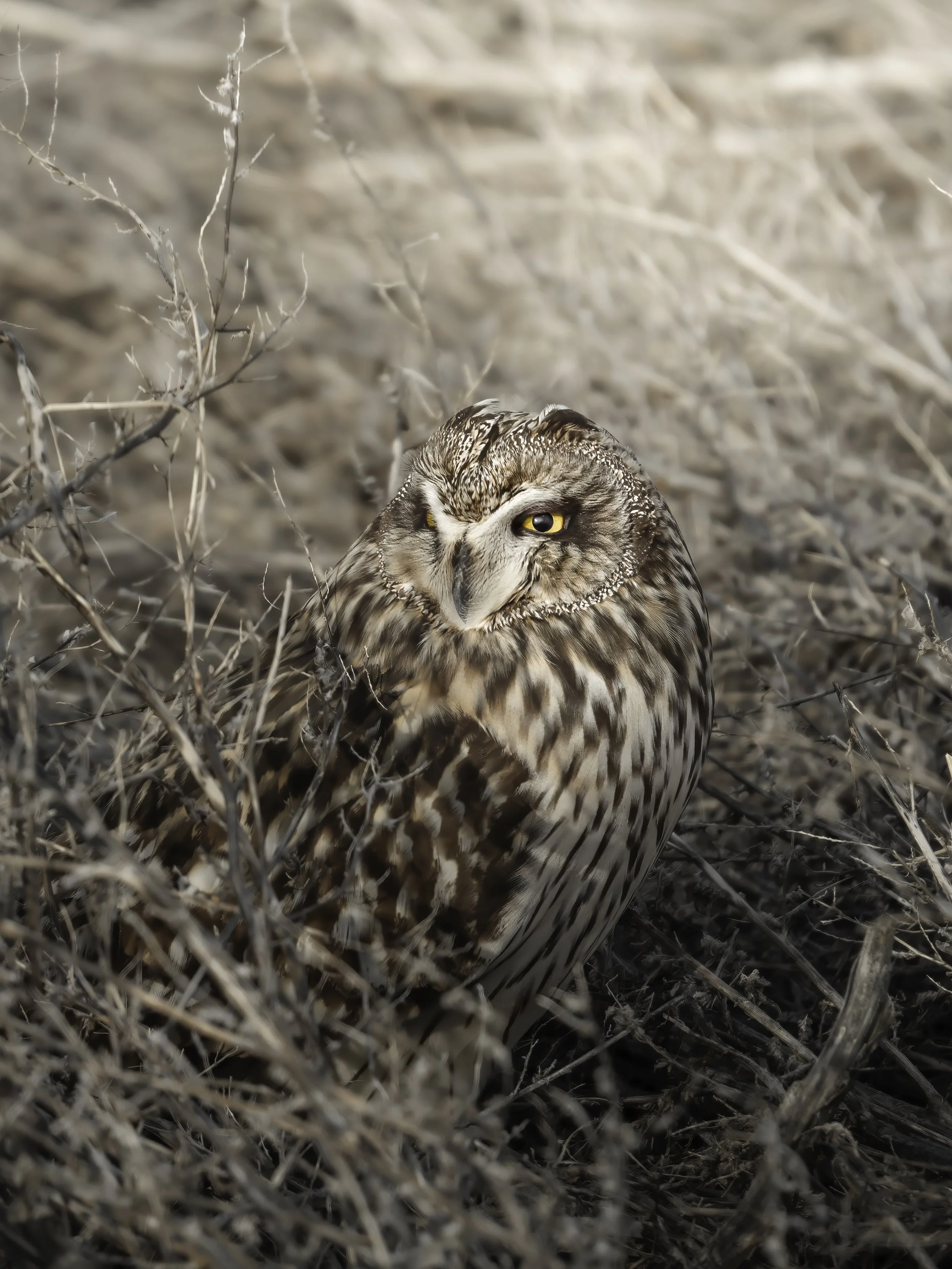 A brown and white owl perched among dry grass and twigs, looking to the side.