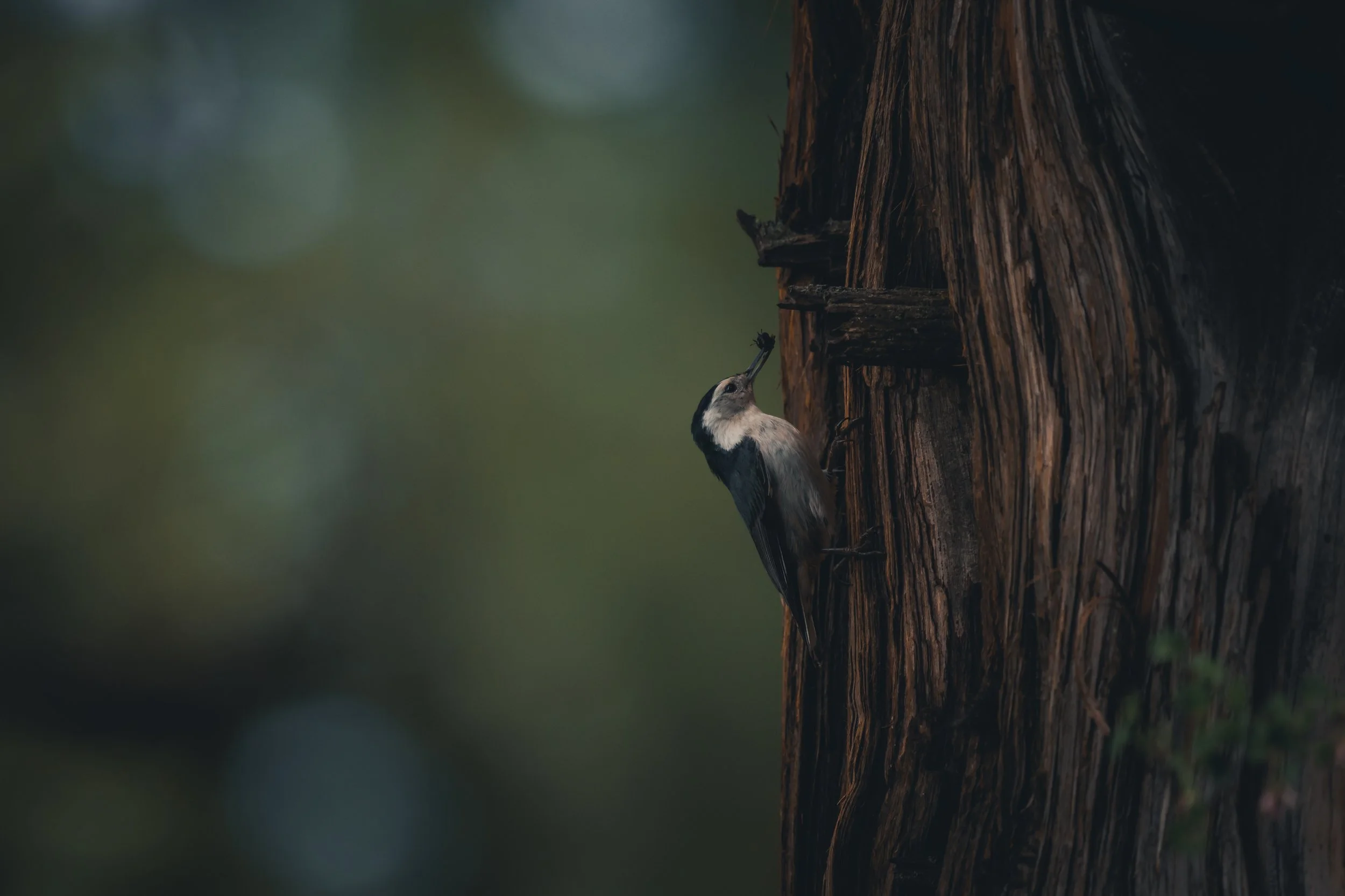 A woodpecker on the side of a tree.