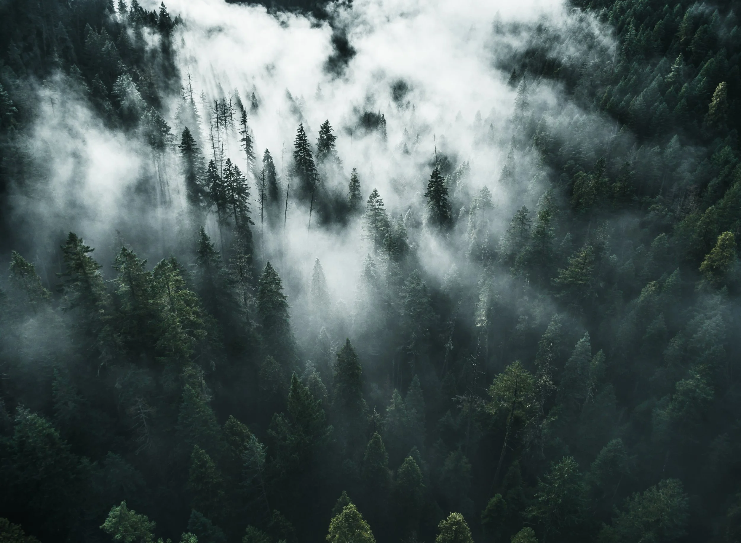 Aerial view of a dense forest with tall evergreen trees and fog or mist hanging in the air.