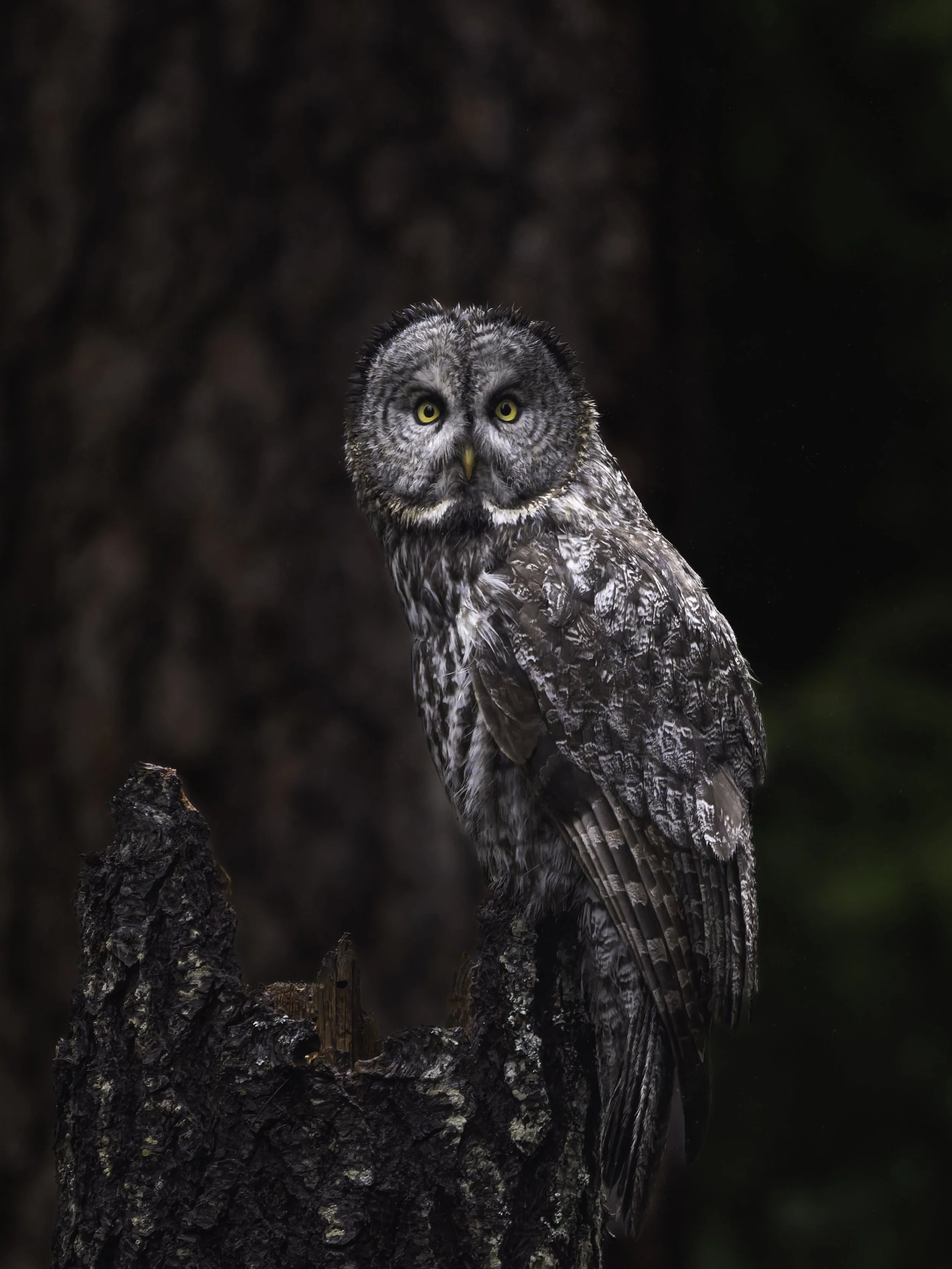 A detailed image of a great gray owl perched on a tree branch in a forest setting.