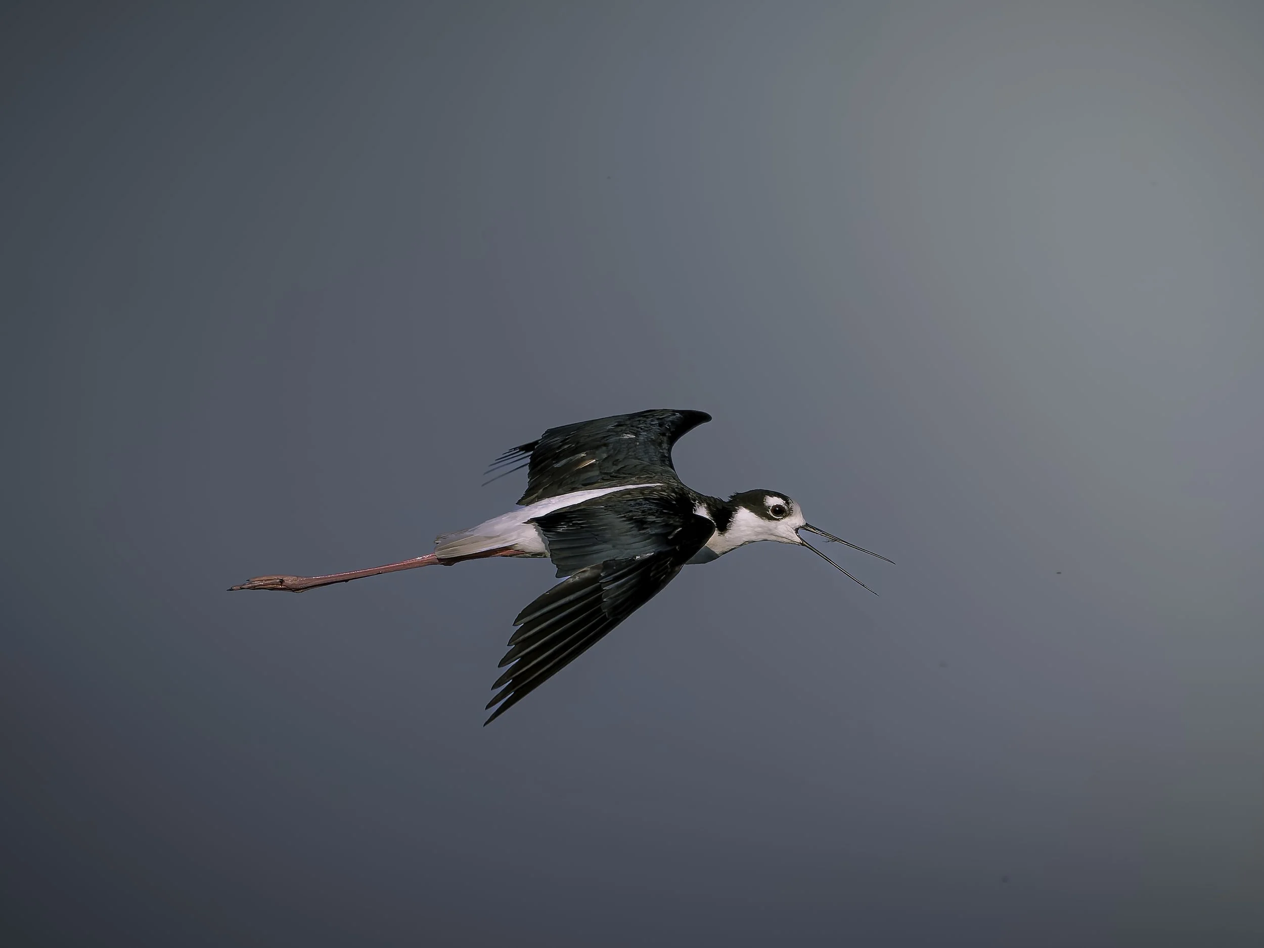 A black and white bird with long pink legs flying in the sky with open beak.
