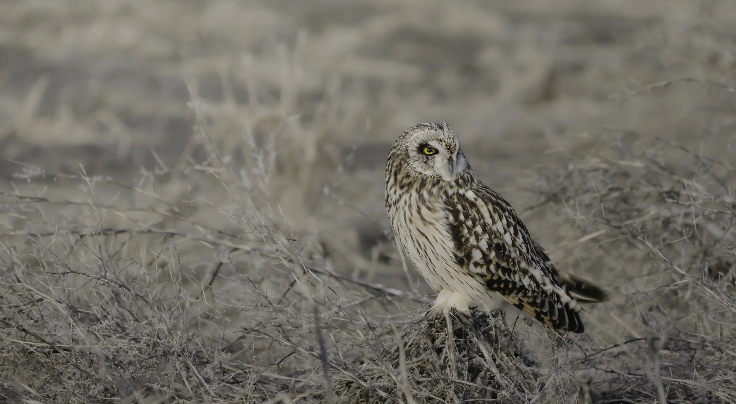 A raptor, possibly a burrowing owl, perched on dry grass and twigs in a desert-like environment with muted earthy tones.