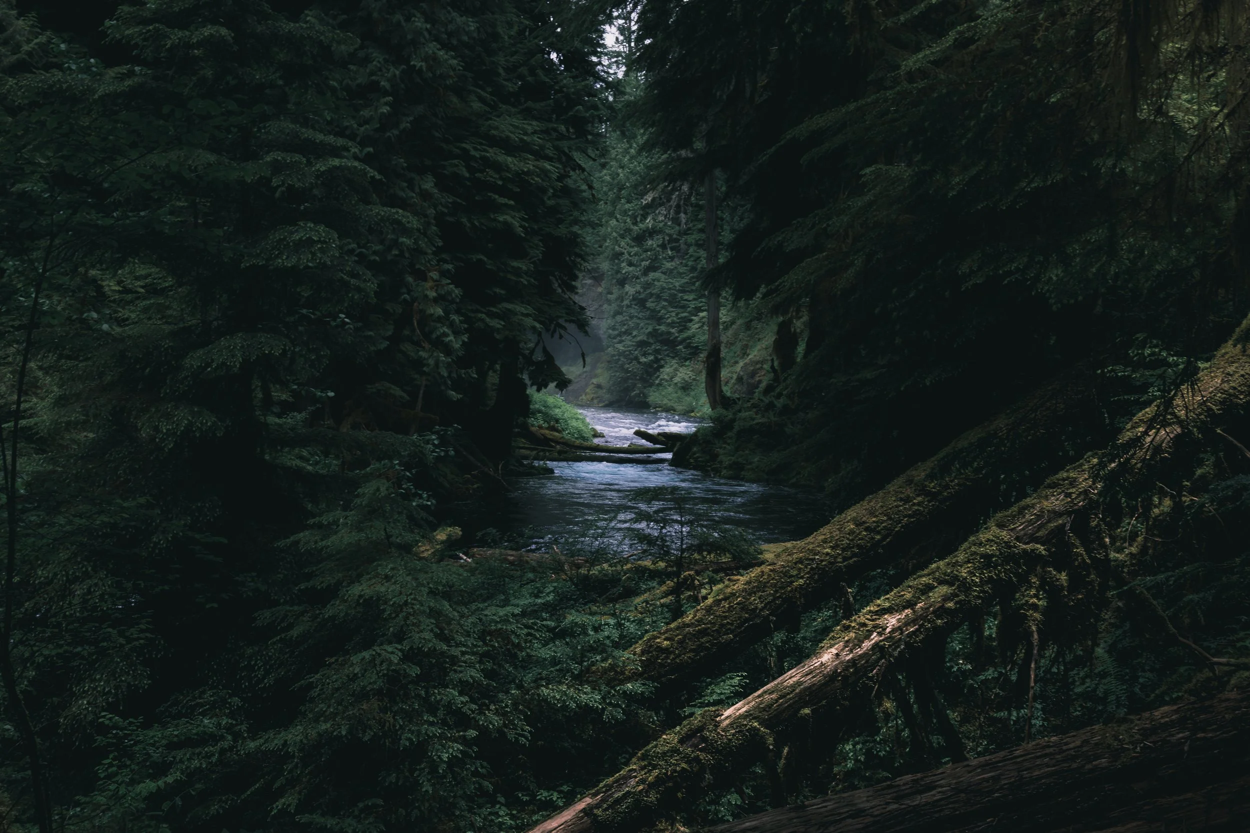 Dense forest with a river running through it, surrounded by tall trees with moss-covered logs.