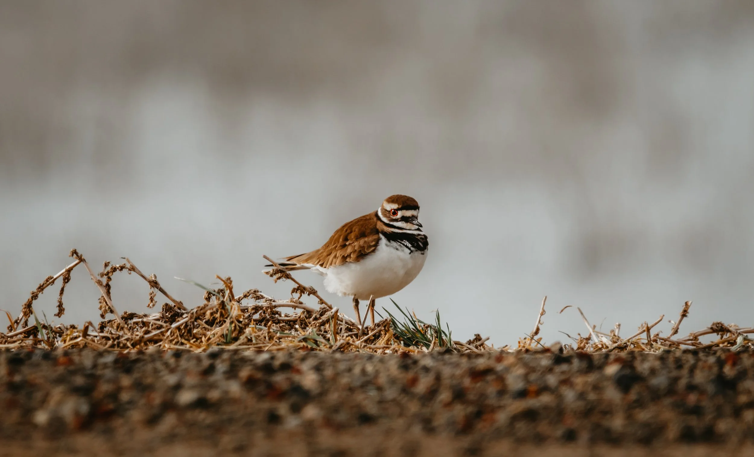 A small bird standing on ground with dry grass and twigs, with a blurred background.