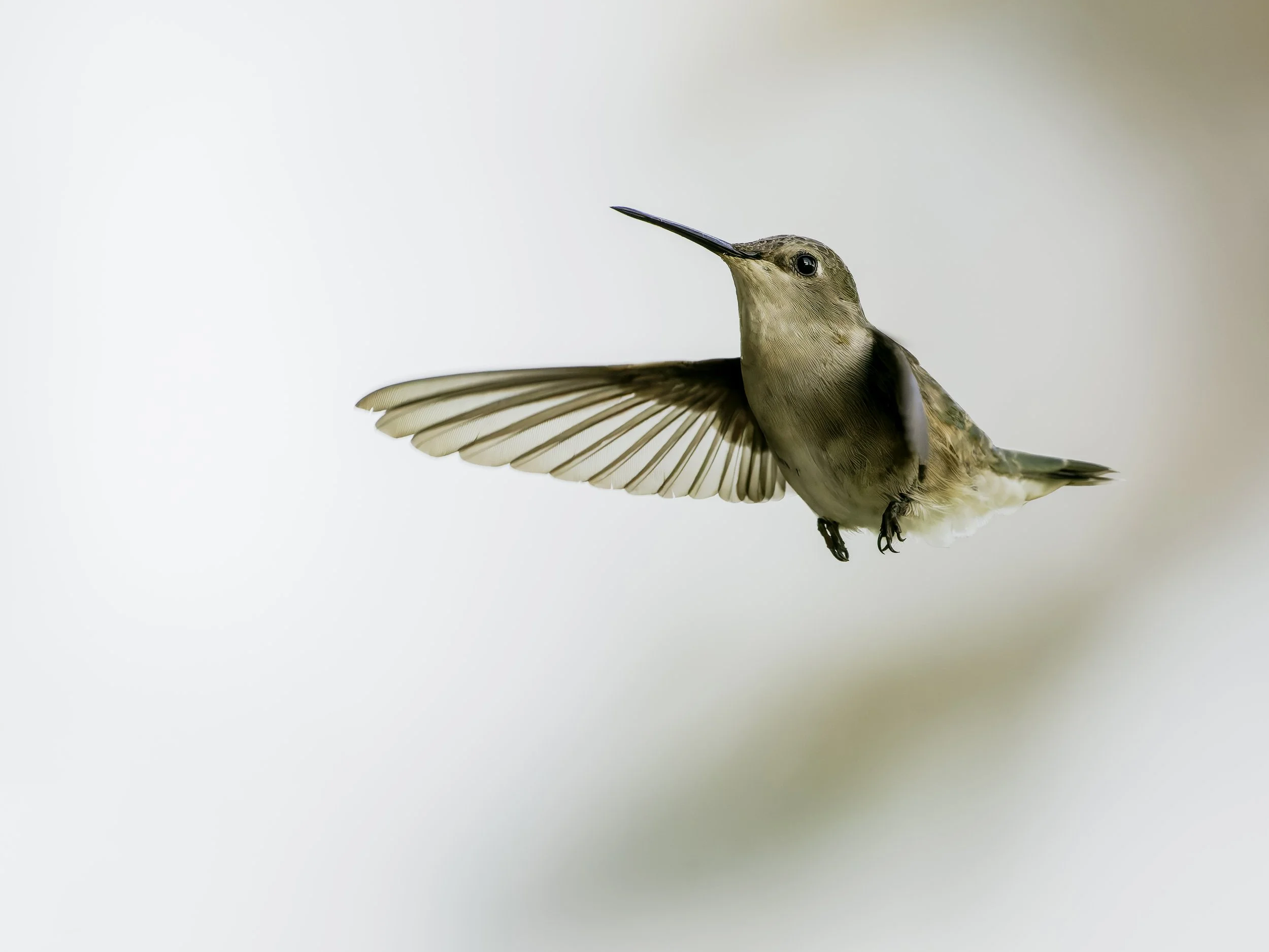 Close-up of a hummingbird with wings spread, flying against a plain light background.