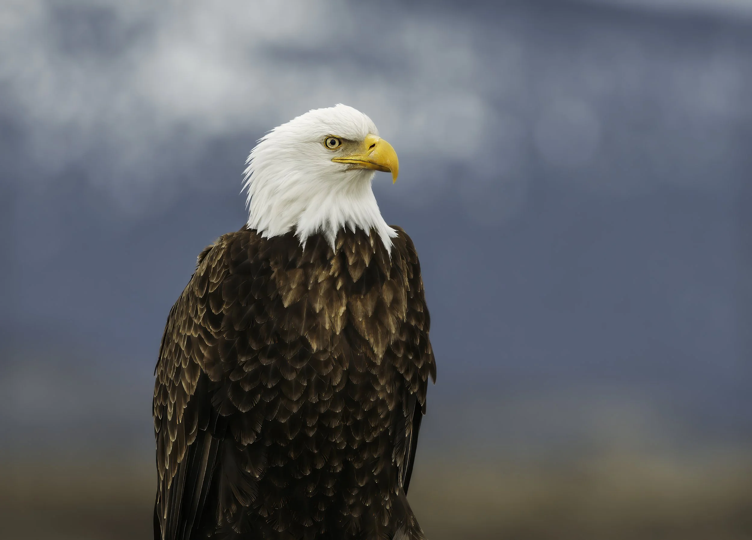 A close-up photo of a bald eagle with a white head, yellow beak, and brown body feathers, standing against a cloudy sky.