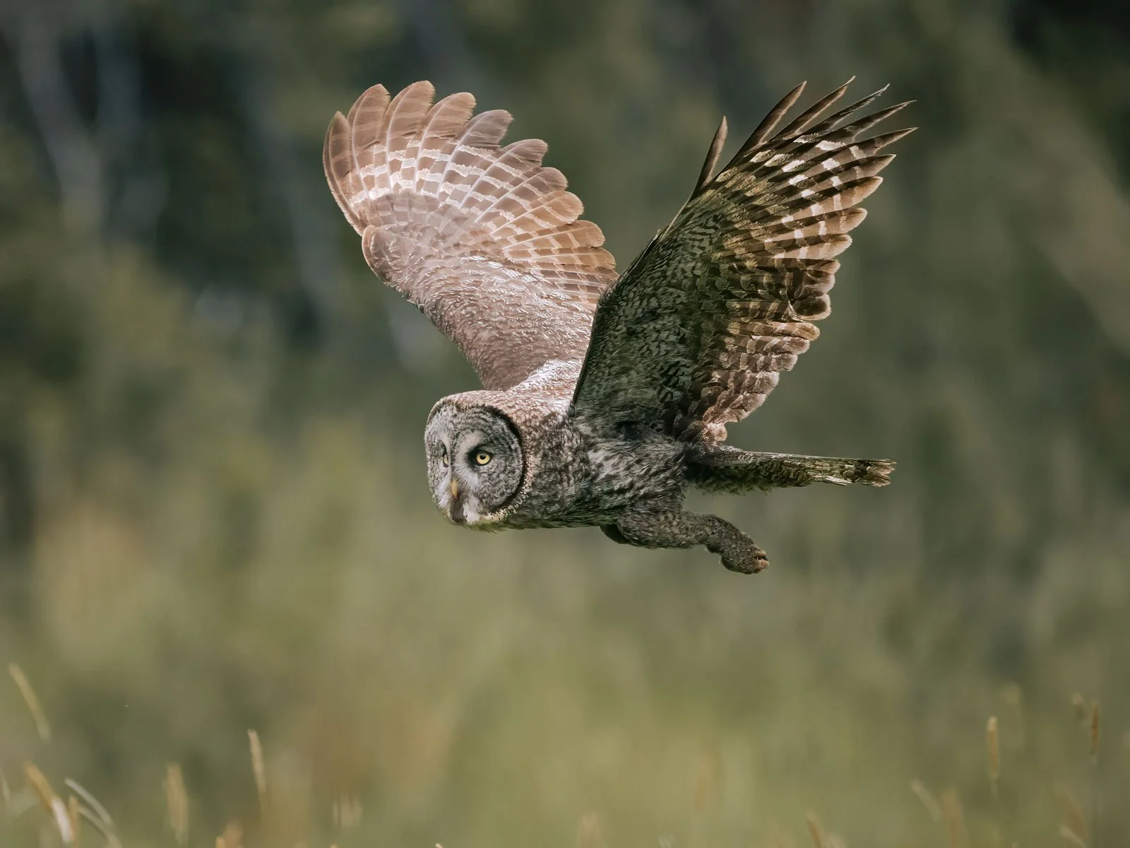 Great Grey owl in mid flight with his feet dangling