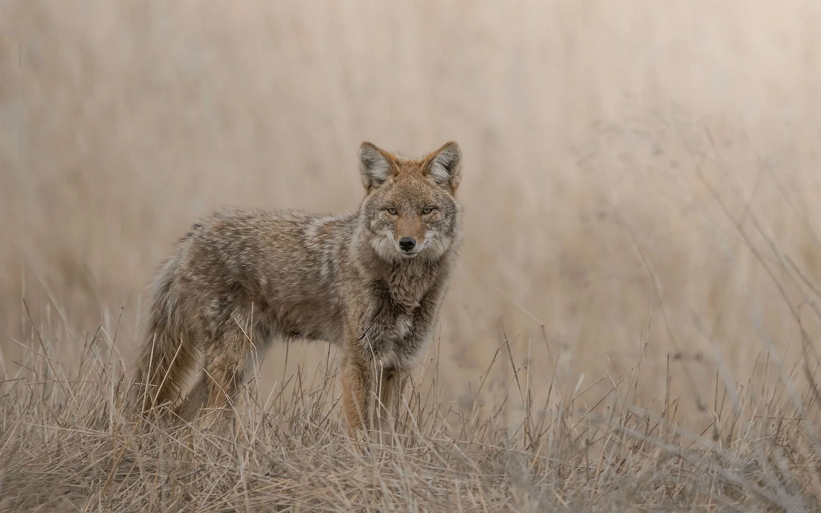 Coyote in the dry grass