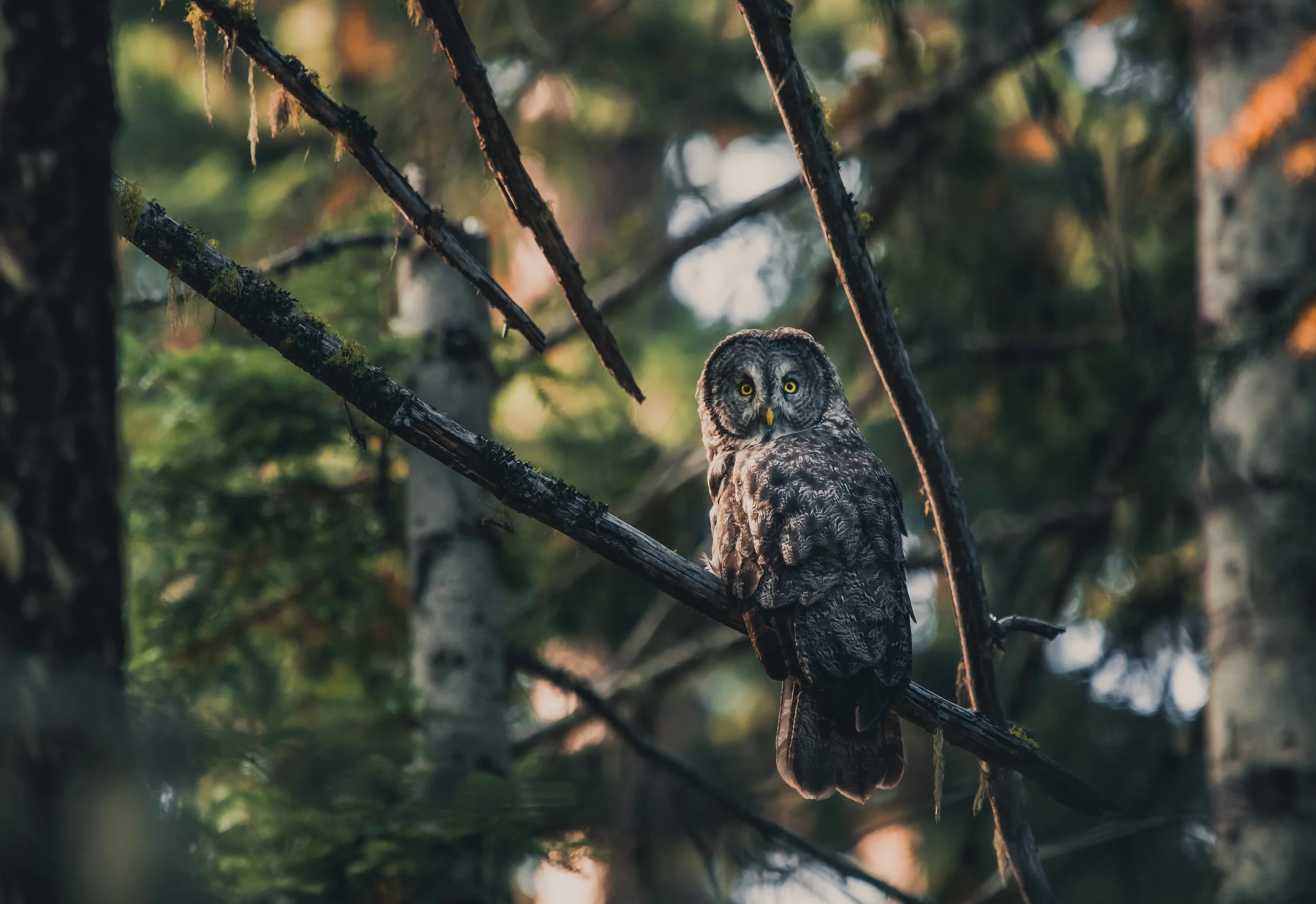 An owl perched on a tree branch in a forest with sunlight filtering through the trees.