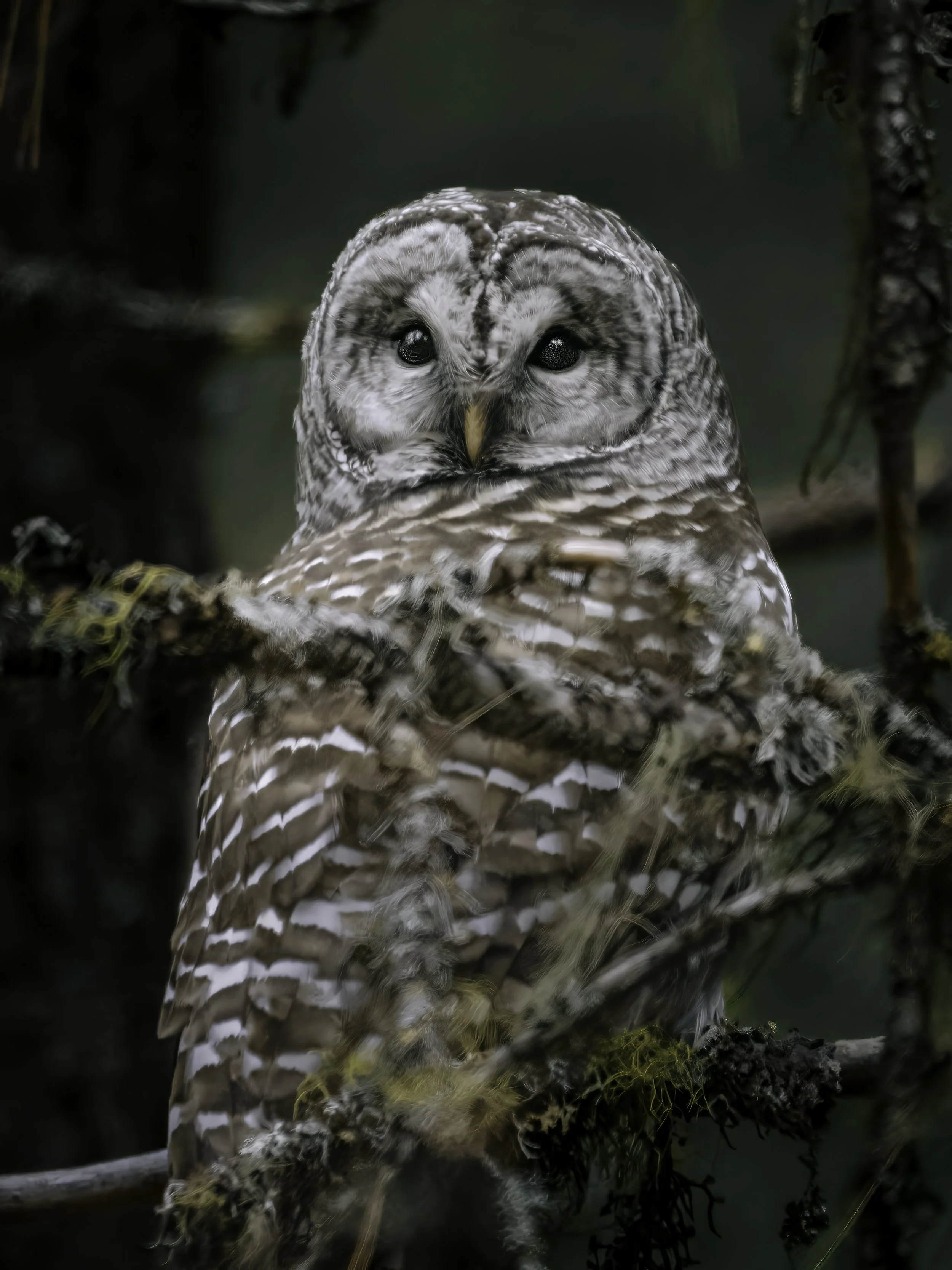 Close-up of a barred owl perched on a branch in a forest.