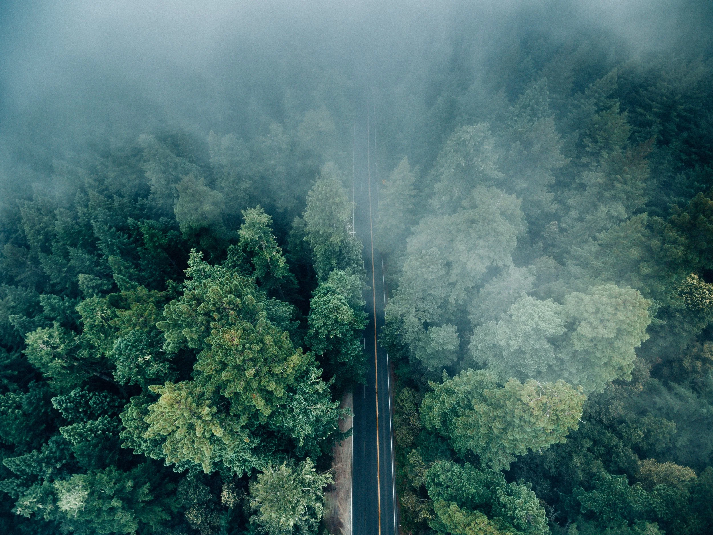 An aerial view of a narrow road surrounded by dense green forest, with fog covering the upper part of the image.