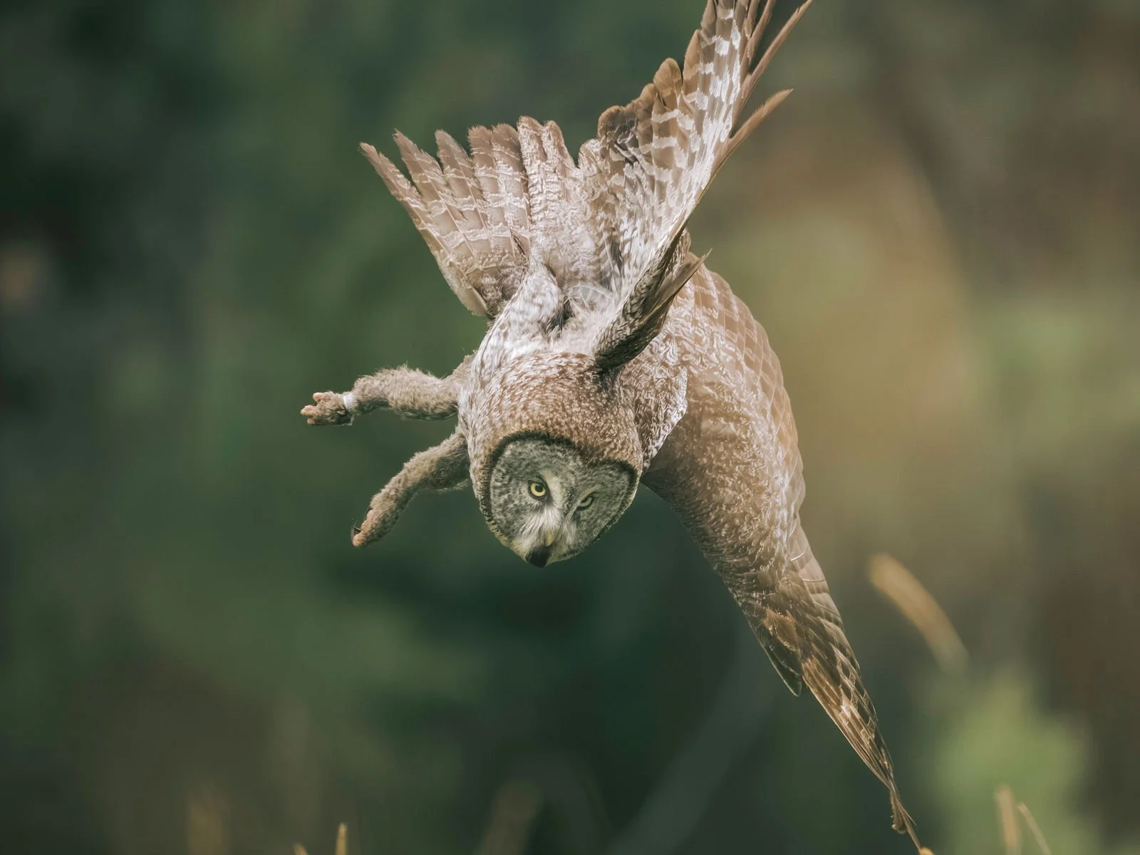 Great Grey Owl Diving for His Next Meal