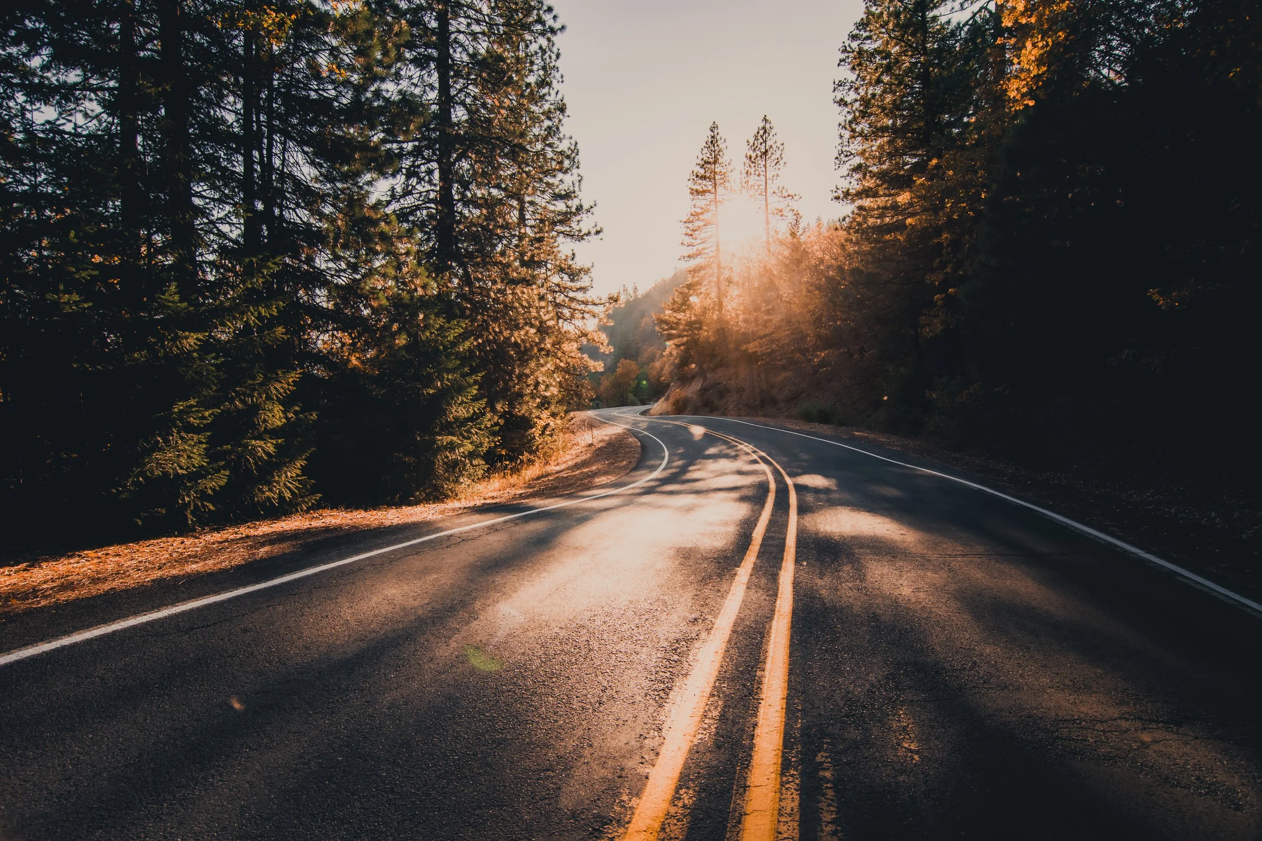 A winding two-lane road through a forest with tall trees, illuminated by sunlight, creating a warm and peaceful scene at sunset or sunrise.