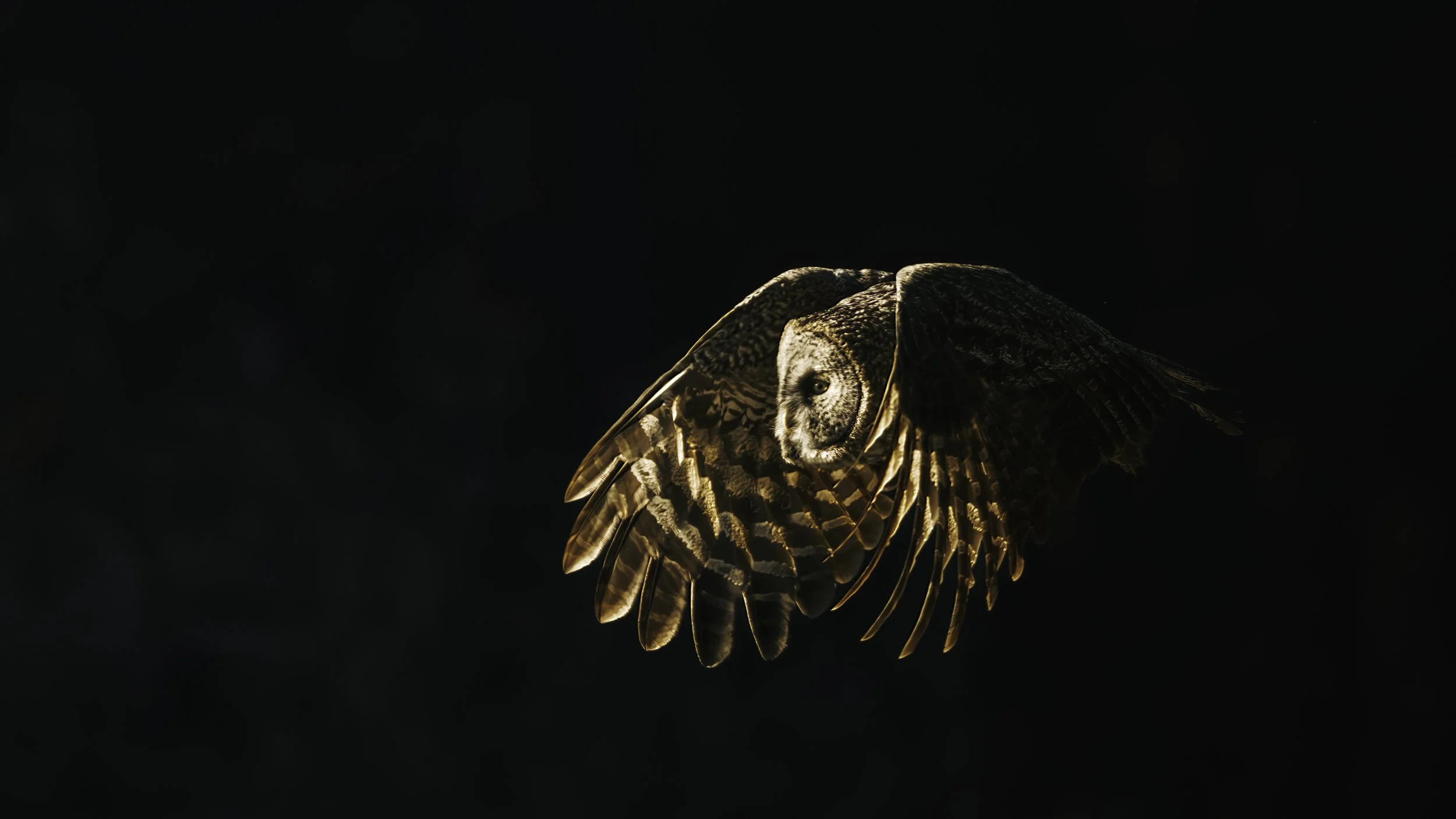 A barn owl in flight with its wings spread, illuminated against a dark background.